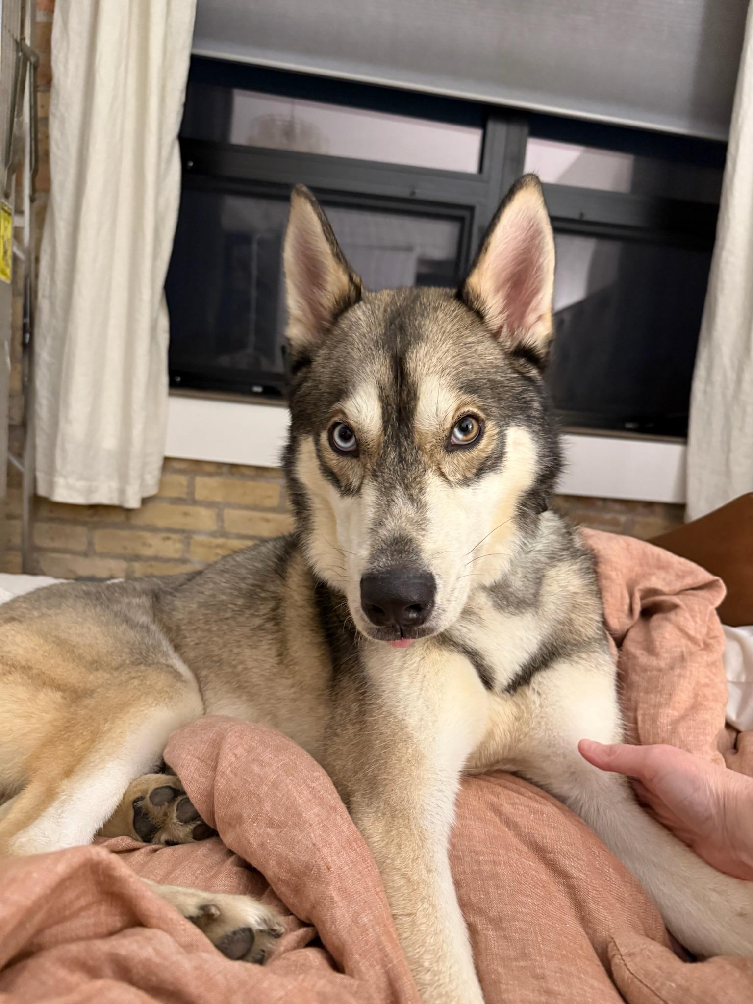 Diego, an adoptable Siberian Husky in Green bay, WI, 54301 | Photo Image 4