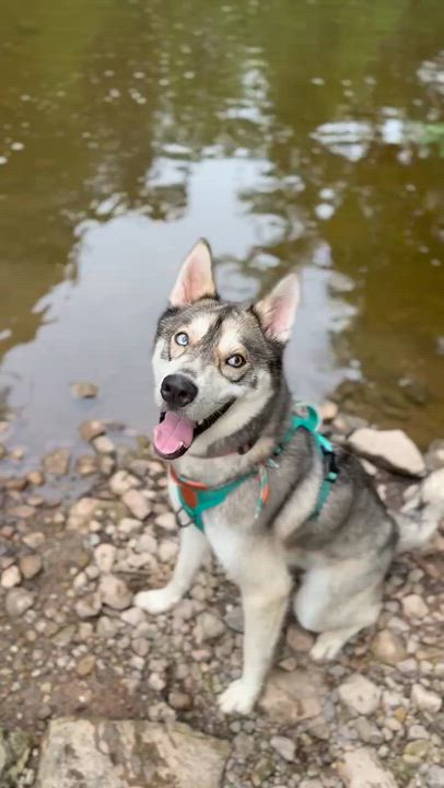 Enlarge Diego, an adopted Siberian Husky in Minneapolis , MN video 3/5