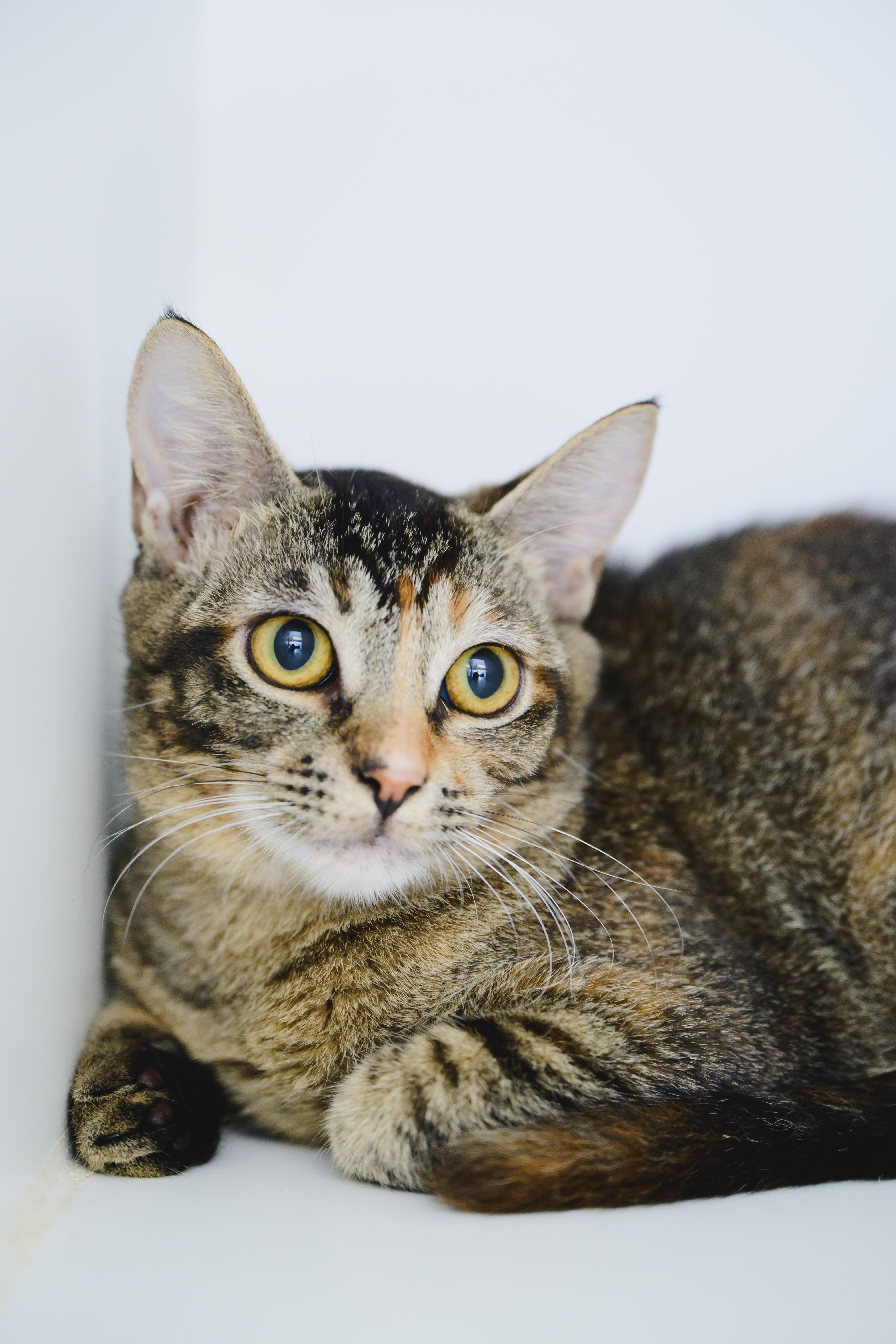 Firefly, a Adoptable Domestic Short Hair in Honolulu, HI image 1/6