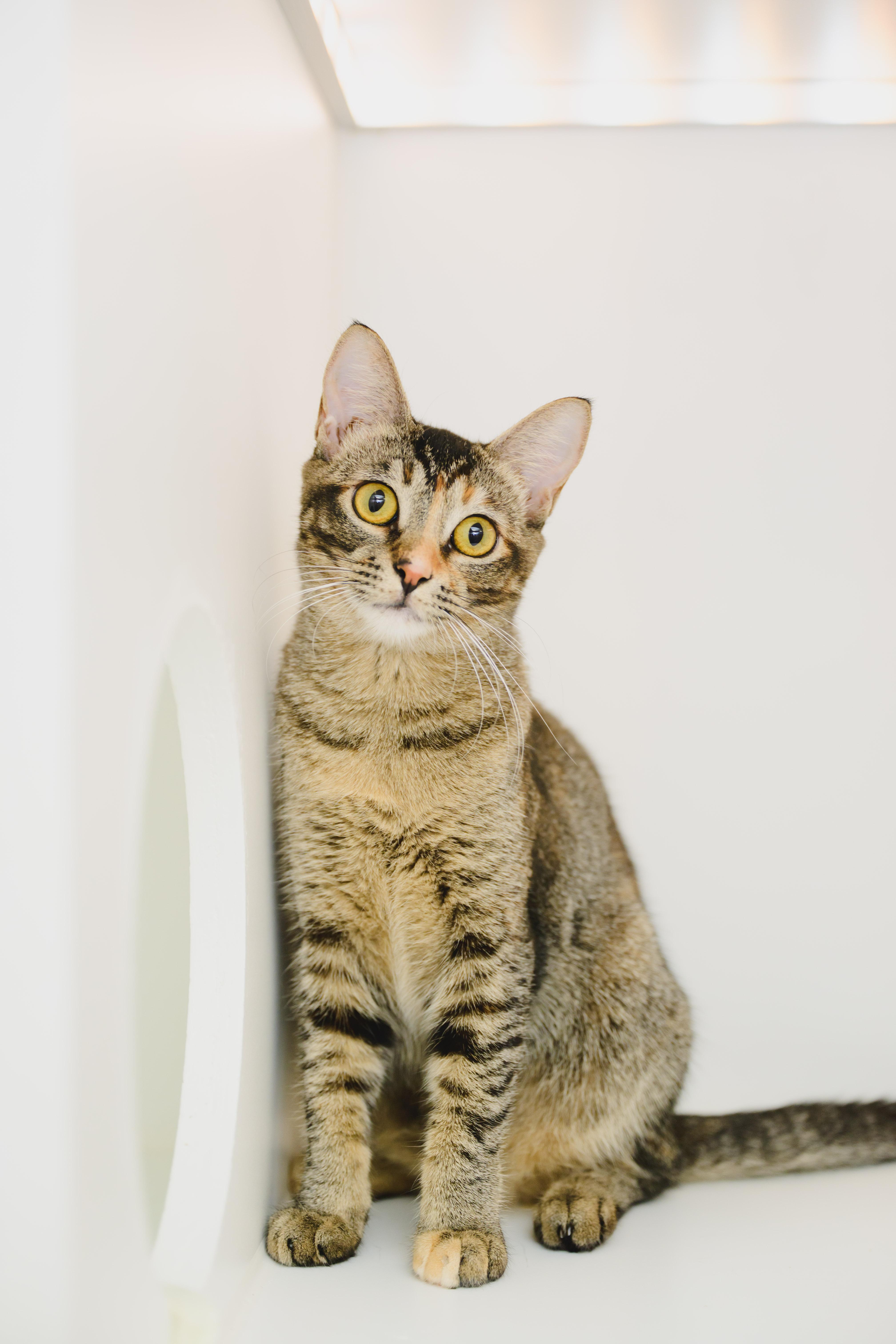 Firefly, a Adoptable Domestic Short Hair in Honolulu, HI image 2/6