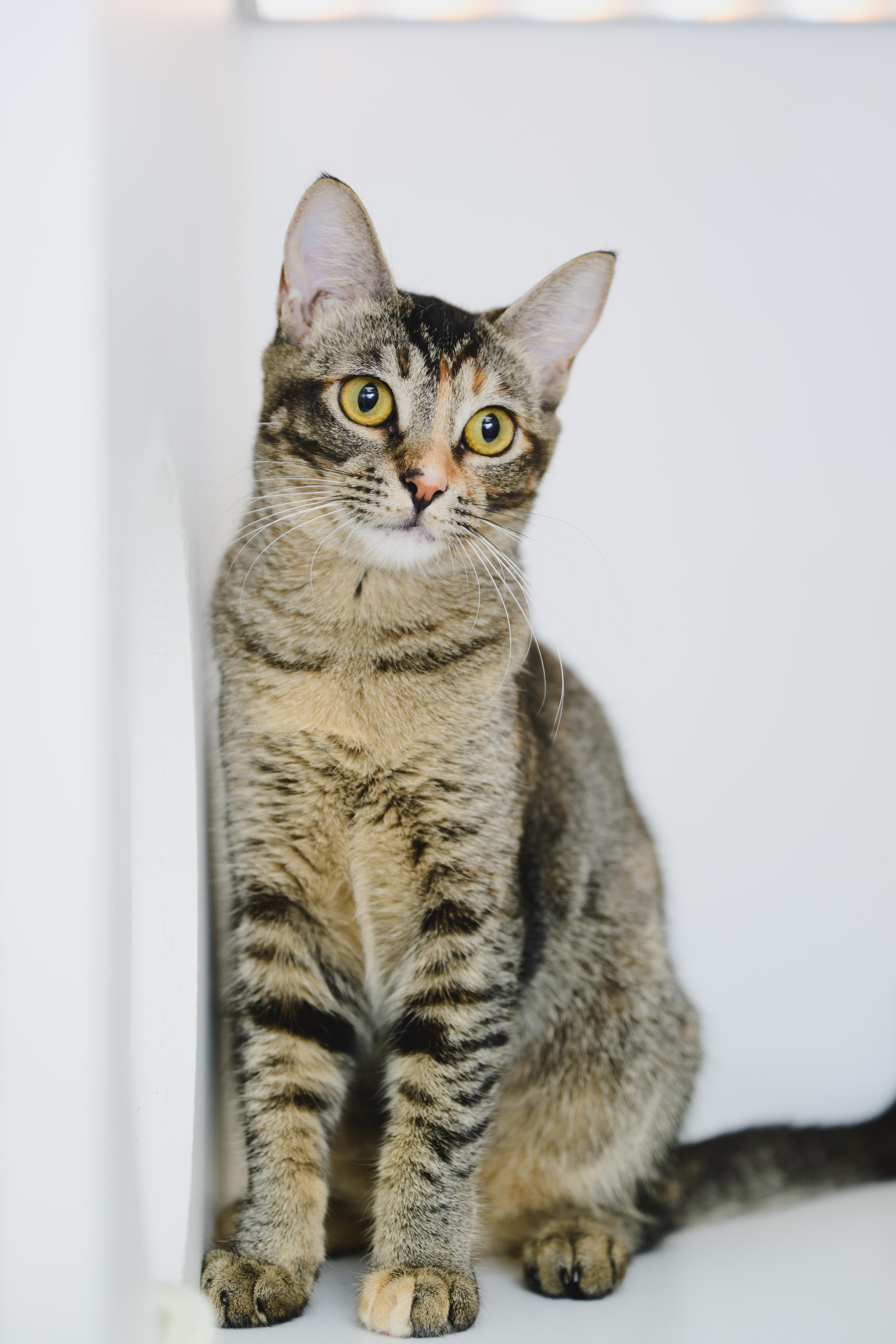 Firefly, a Adoptable Domestic Short Hair in Honolulu, HI image 3/6