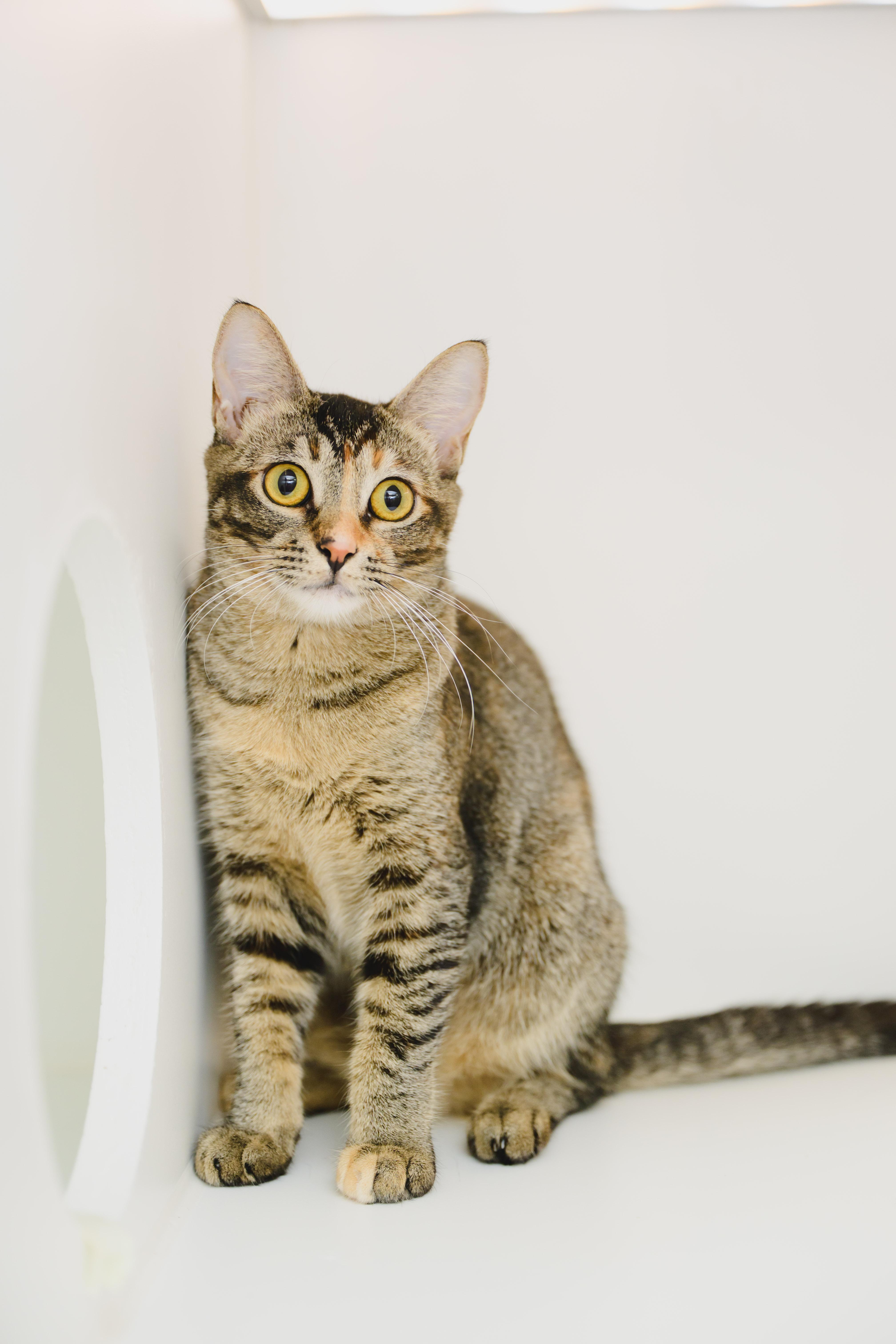Firefly, a Adoptable Domestic Short Hair in Honolulu, HI image 4/6