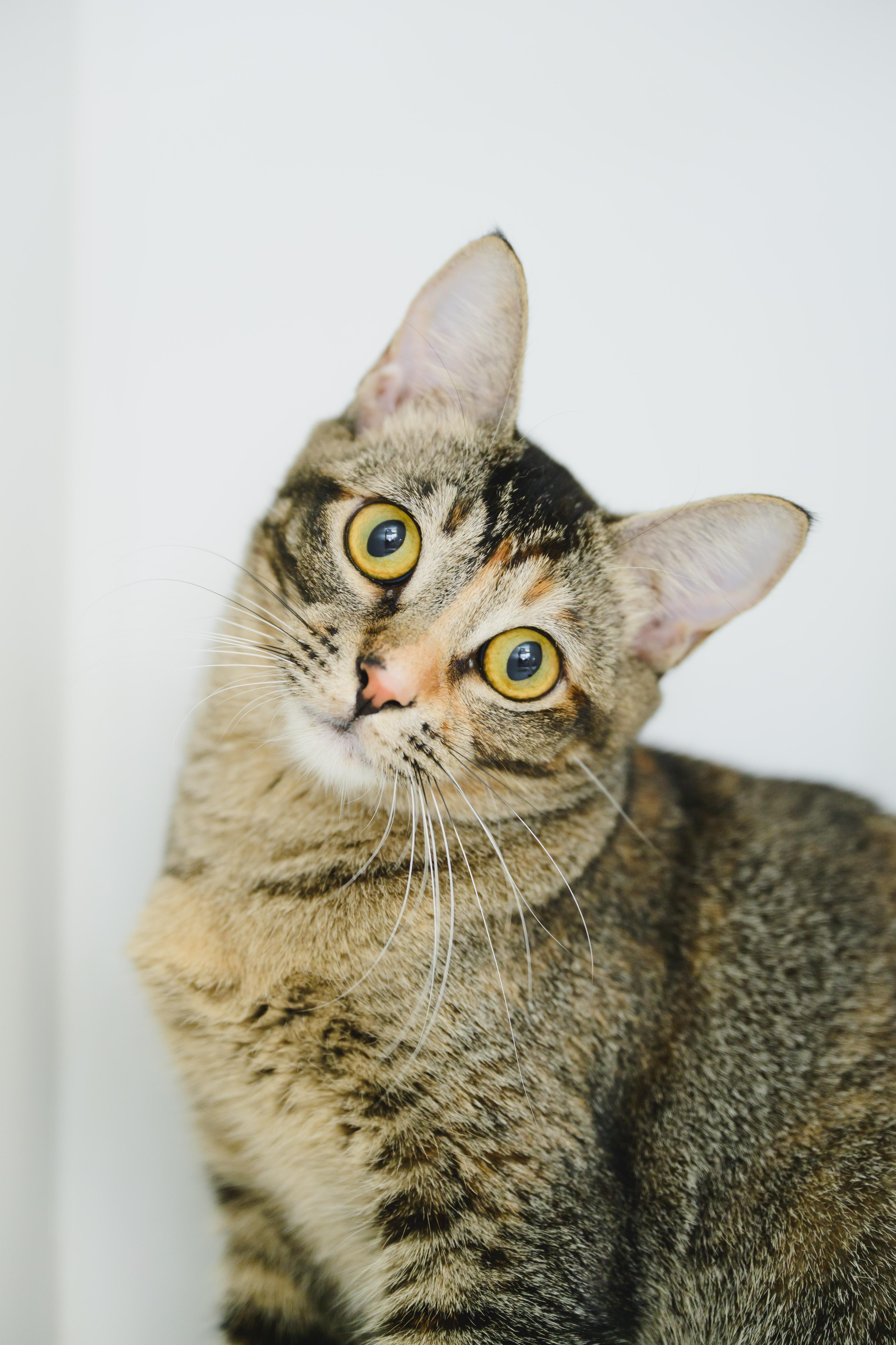 Firefly, a Adoptable Domestic Short Hair in Honolulu, HI image 5/6