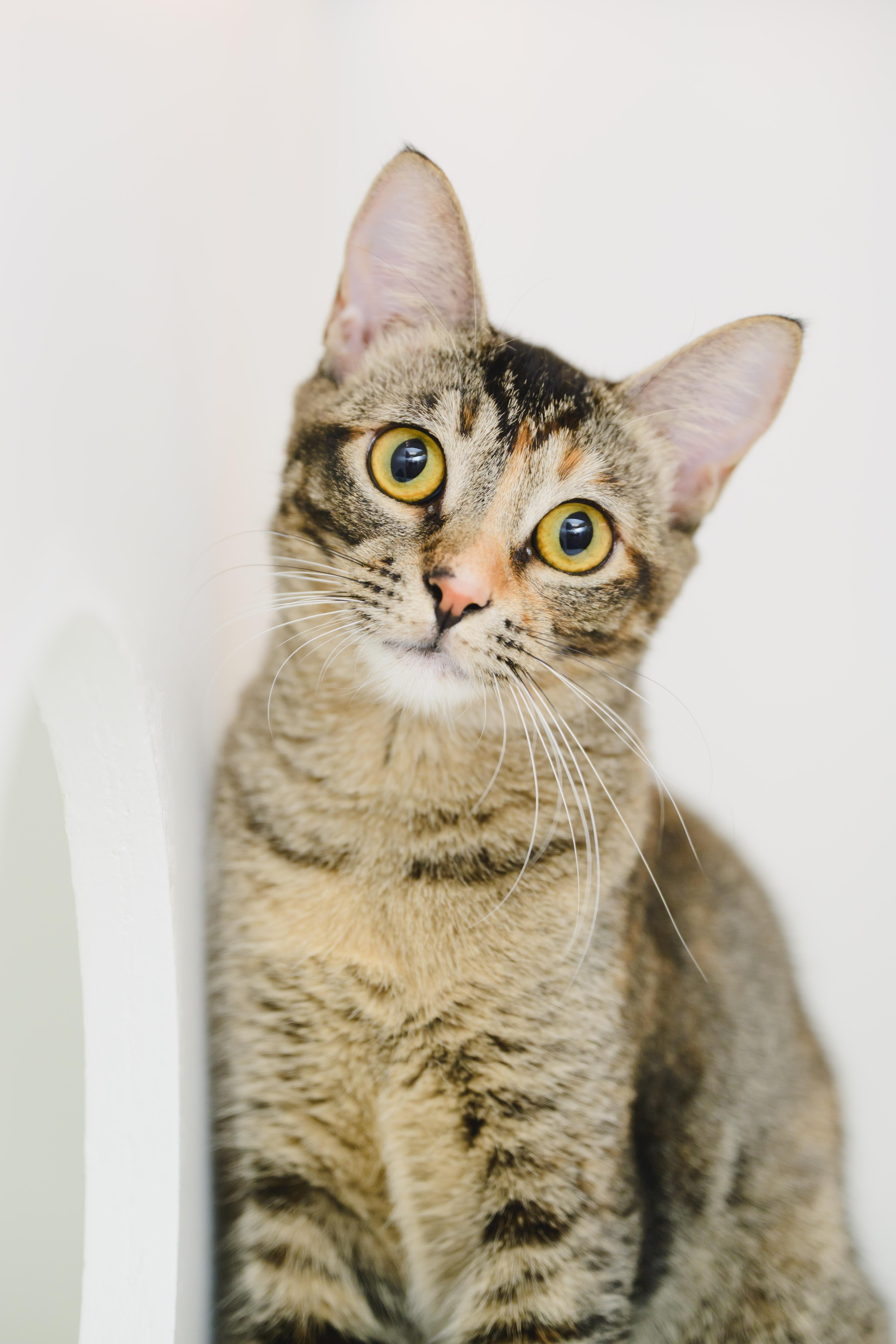 Firefly, a Adoptable Domestic Short Hair in Honolulu, HI image 6/6