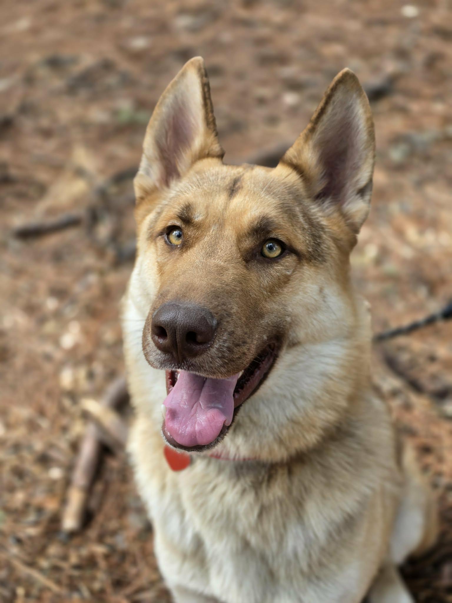 Scorch, adopted, Adult Male Husky & German Shepherd Dog.