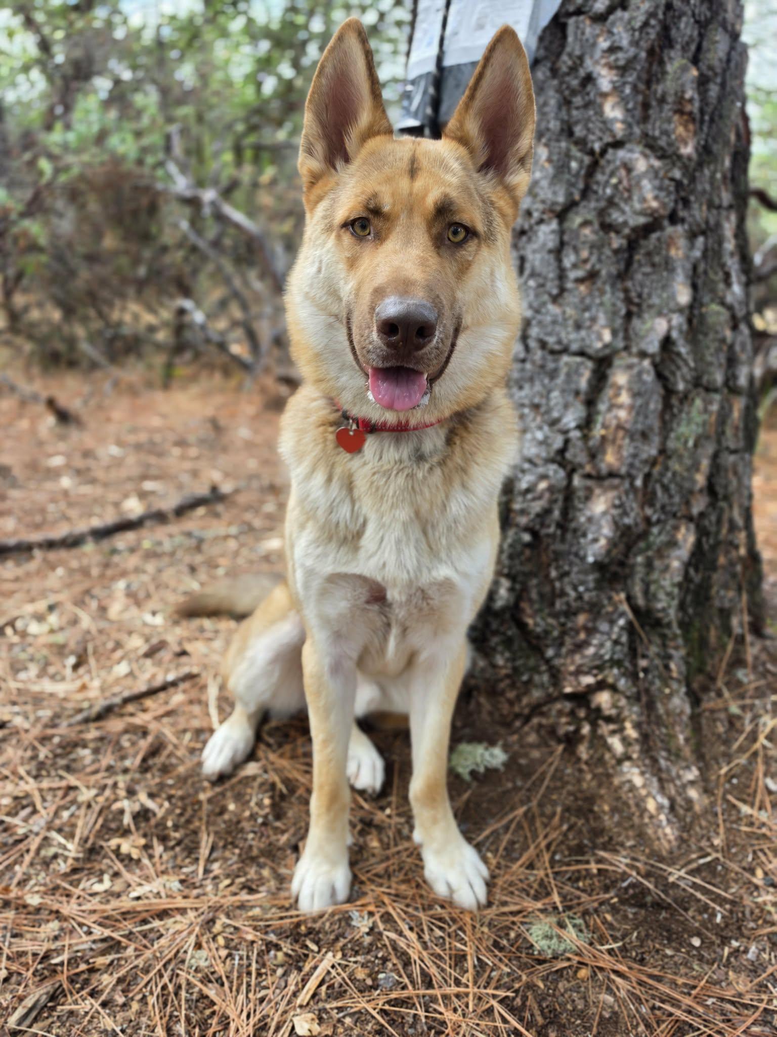 Enlarge Scorch, an adopted mixed breed in Grants Pass, OR image 2/3