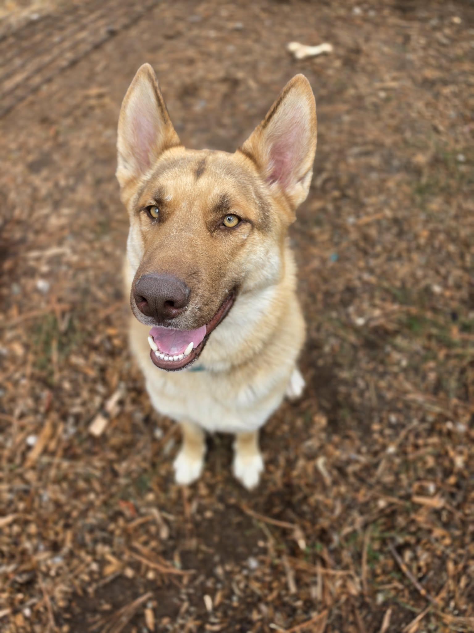Enlarge Scorch, an adopted mixed breed in Grants Pass, OR image 3/3