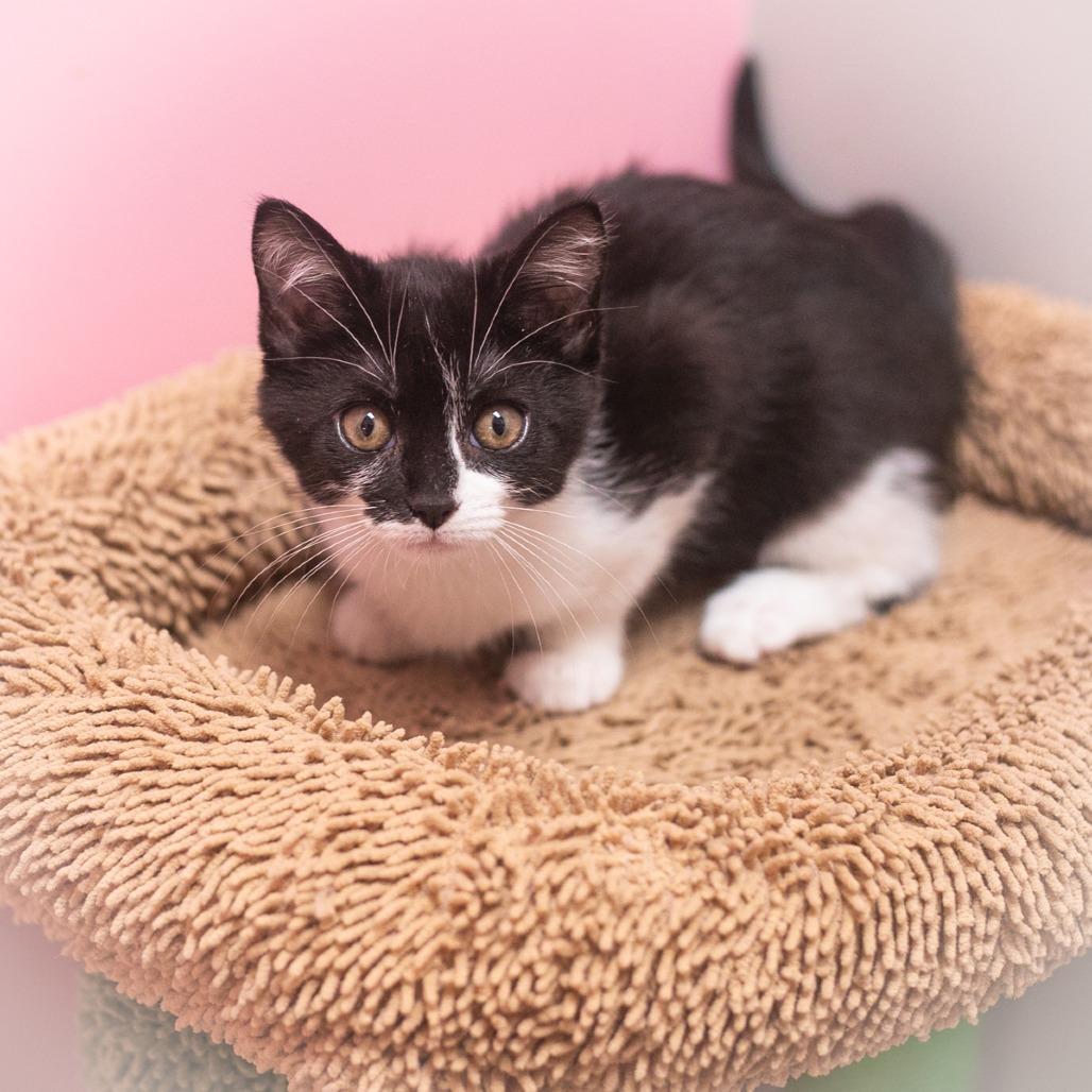 Twinkle, Adoptable, Kitten Female Domestic Short Hair.