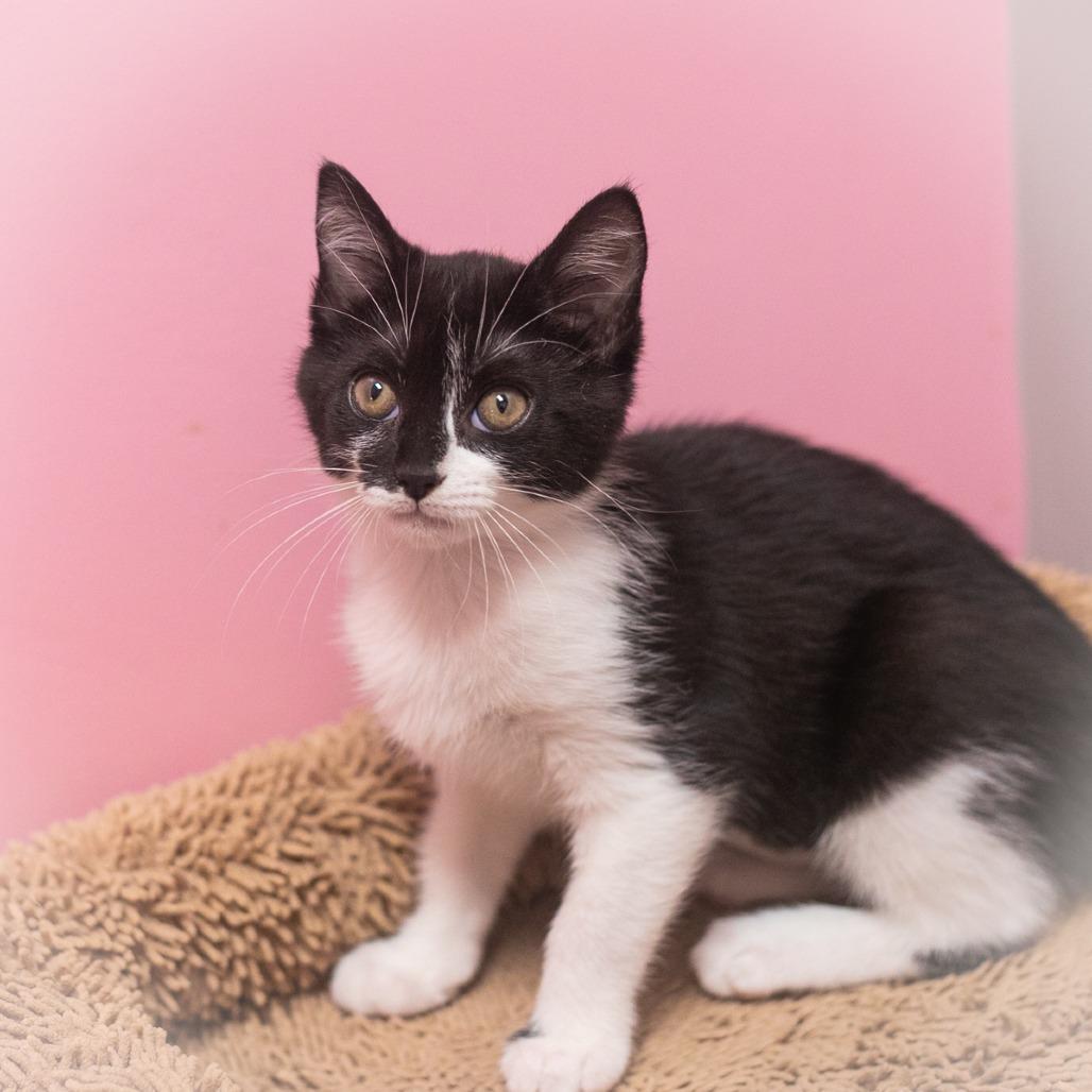 Enlarge Twinkle, a Adoptable Domestic Short Hair in Ponte Vedra, FL image 2/6