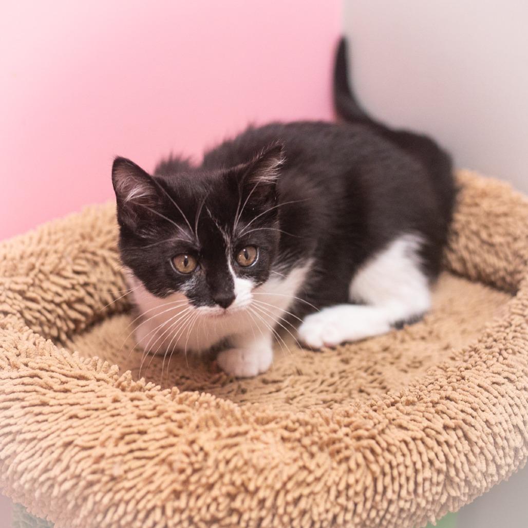 Enlarge Twinkle, a Adoptable Domestic Short Hair in Ponte Vedra, FL image 3/6