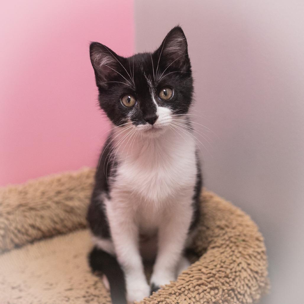 Enlarge Twinkle, a Adoptable Domestic Short Hair in Ponte Vedra, FL image 4/6