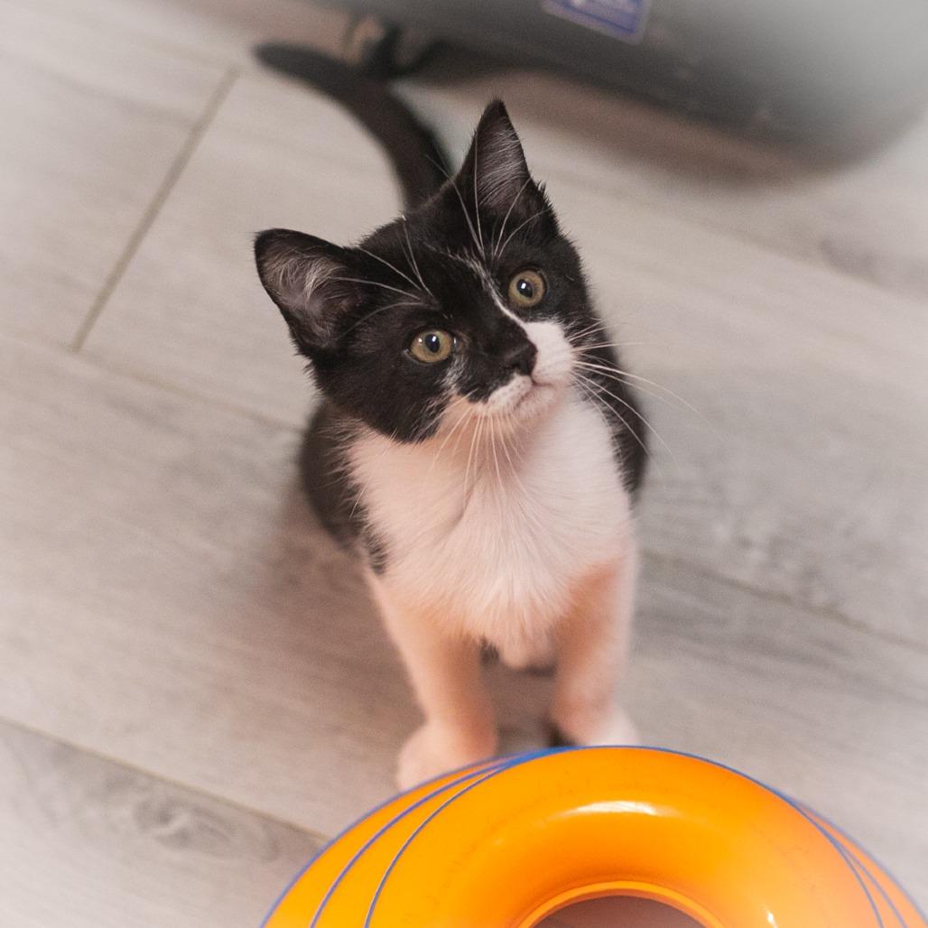 Enlarge Twinkle, a Adoptable Domestic Short Hair in Ponte Vedra, FL image 5/6