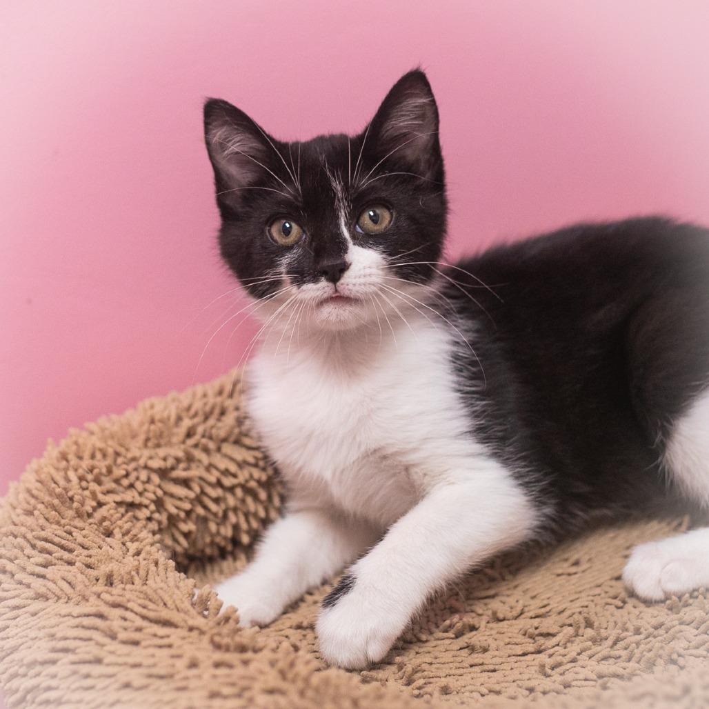 Enlarge Twinkle, a Adoptable Domestic Short Hair in Ponte Vedra, FL image 6/6