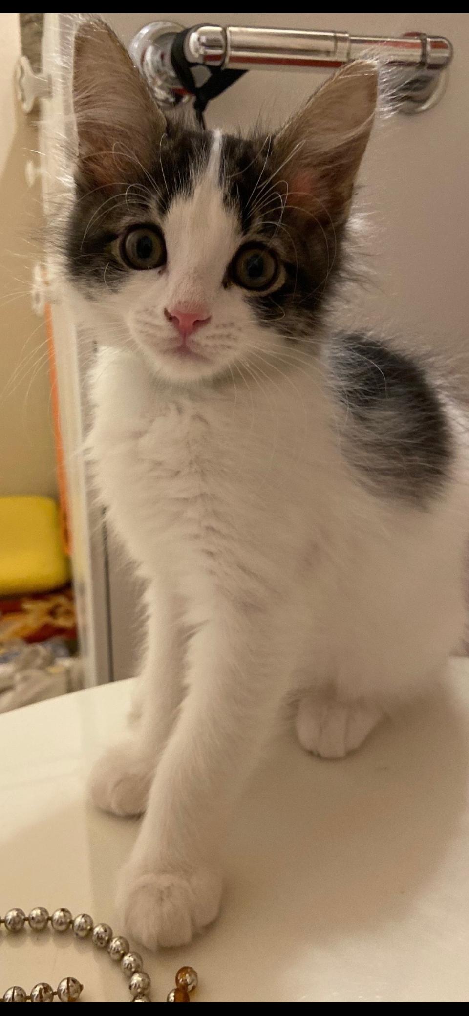 Enlarge Burrito, a Adoptable Domestic Short Hair in Scottsdale, AZ image 1/1