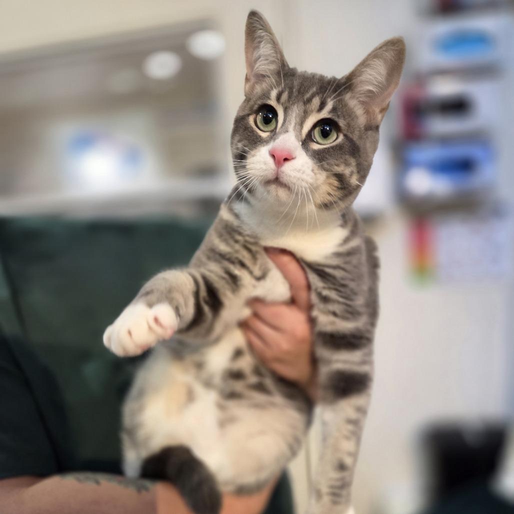 Enlarge Mr. Worldwide, a Adoptable Domestic Short Hair in Incline Village, NV image 1/5