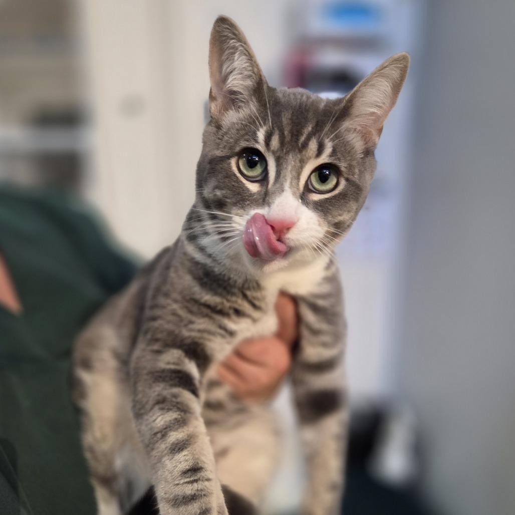 Enlarge Mr. Worldwide, a Adoptable Domestic Short Hair in Incline Village, NV image 2/5