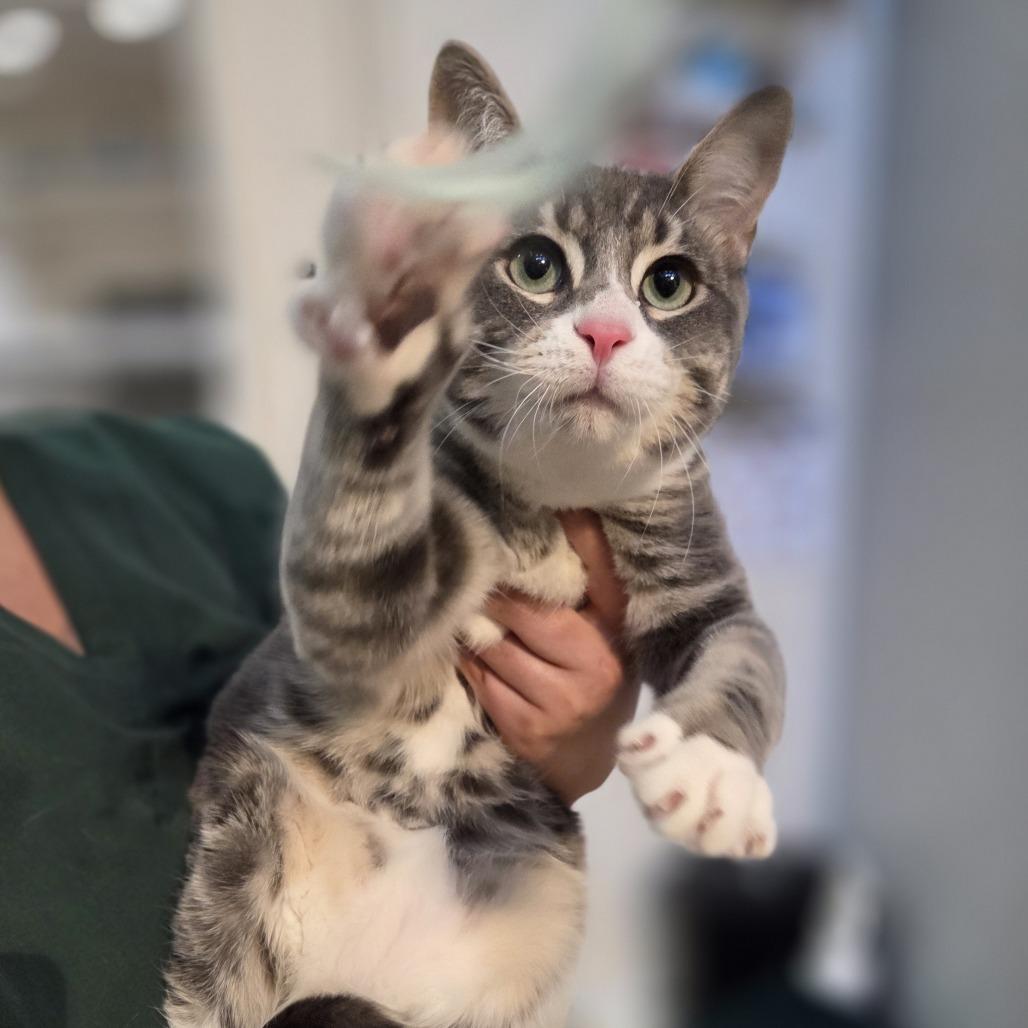 Enlarge Mr. Worldwide, a Adoptable Domestic Short Hair in Incline Village, NV image 3/5