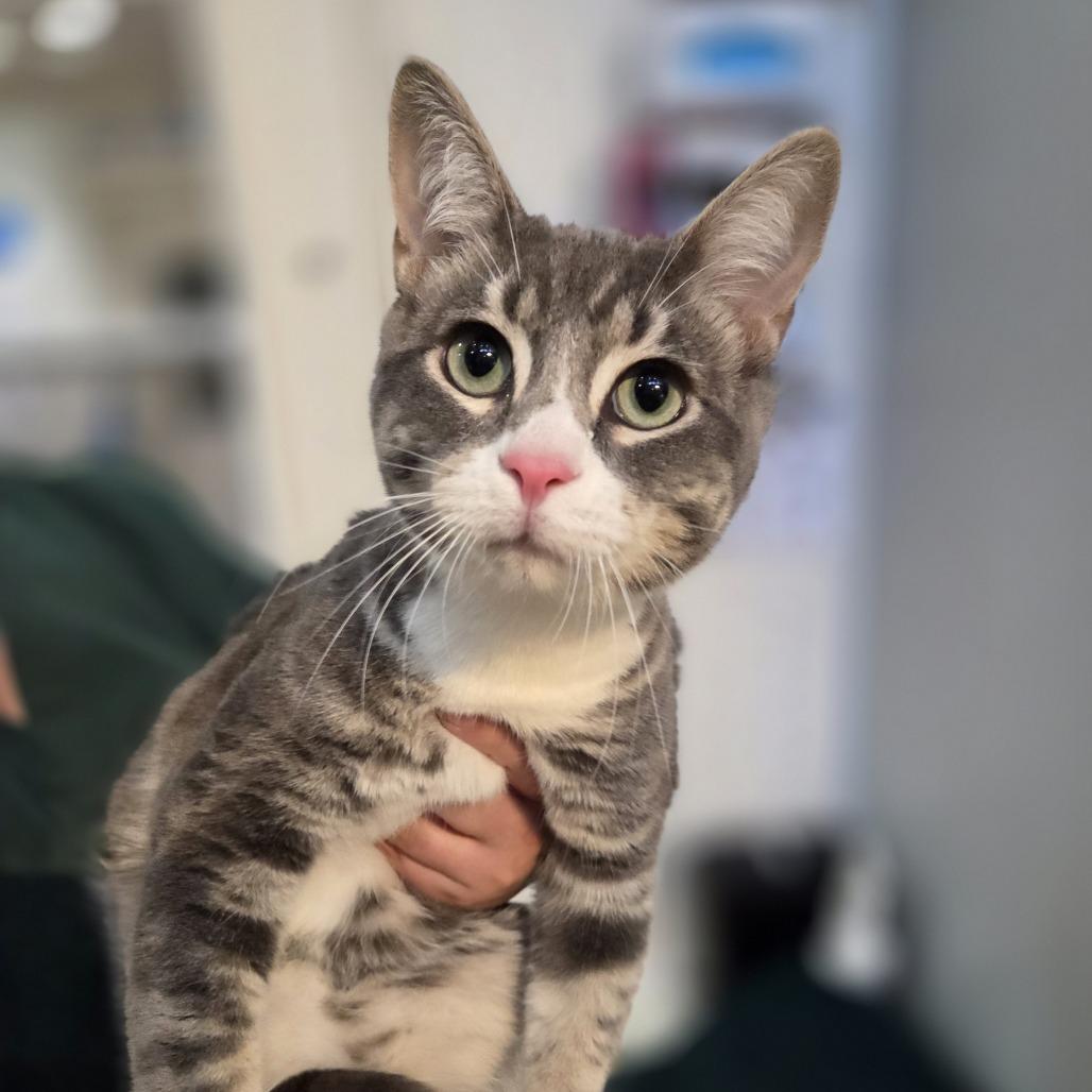 Enlarge Mr. Worldwide, a Adoptable Domestic Short Hair in Incline Village, NV image 4/5