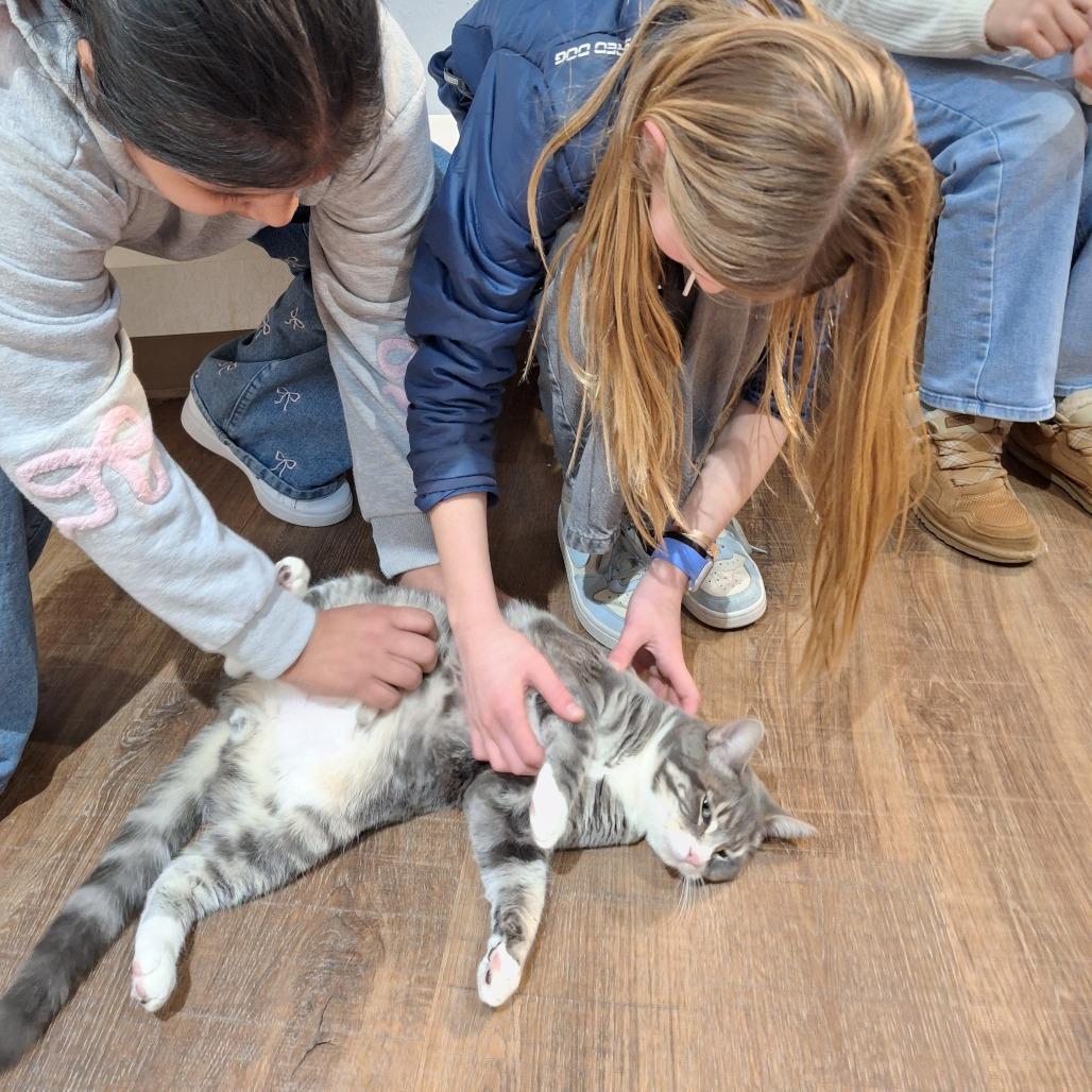 Enlarge Mr. Worldwide, a Adoptable Domestic Short Hair in Incline Village, NV image 5/5