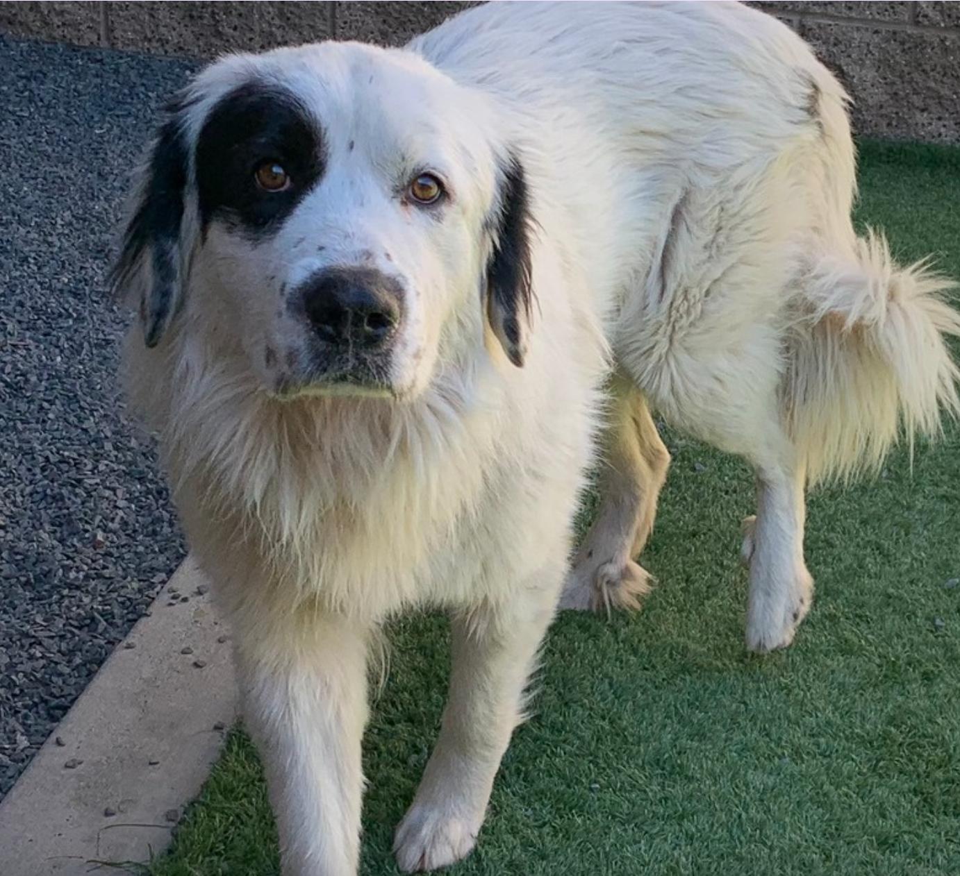 Enlarge Adopt me! I'm Magnus, an adopted Great Pyrenees in encinitas, CA image 3/5