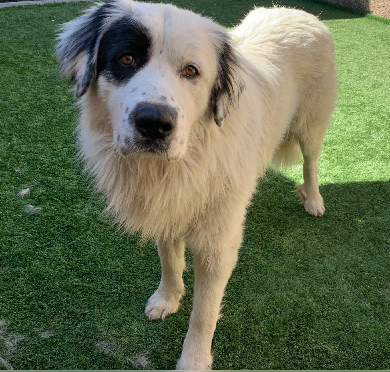 Enlarge Adopt me! I'm Magnus, an adopted Great Pyrenees in encinitas, CA image 5/5
