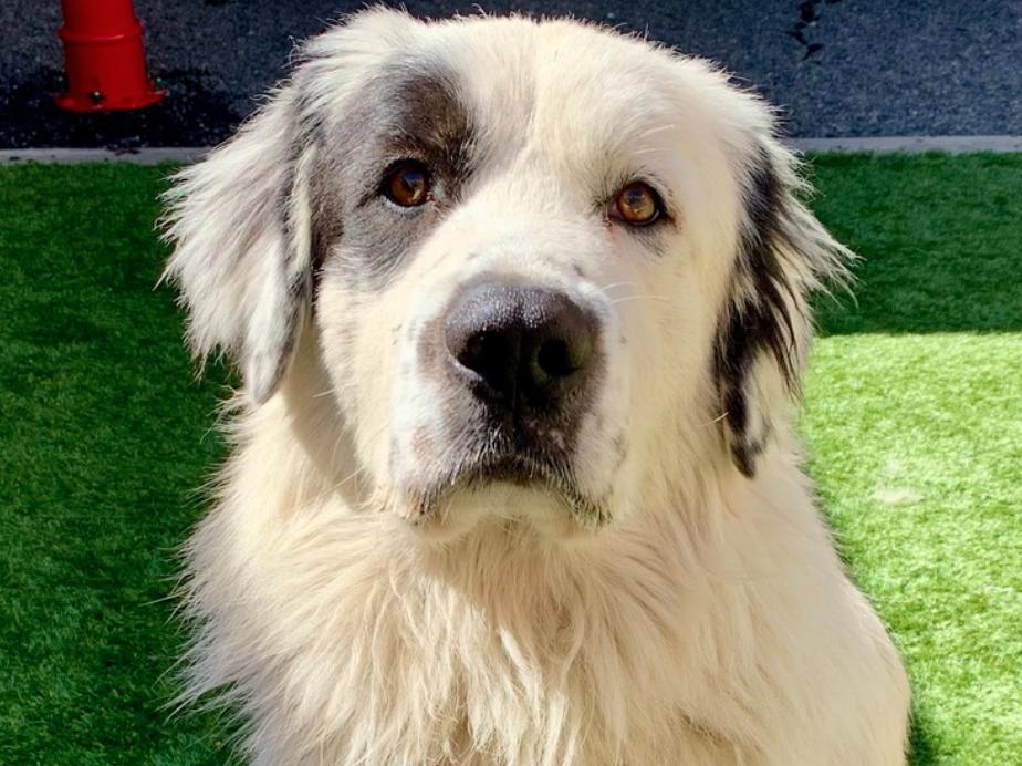 Adopt me! I'm Magnus, adopted, Young Male Great Pyrenees.