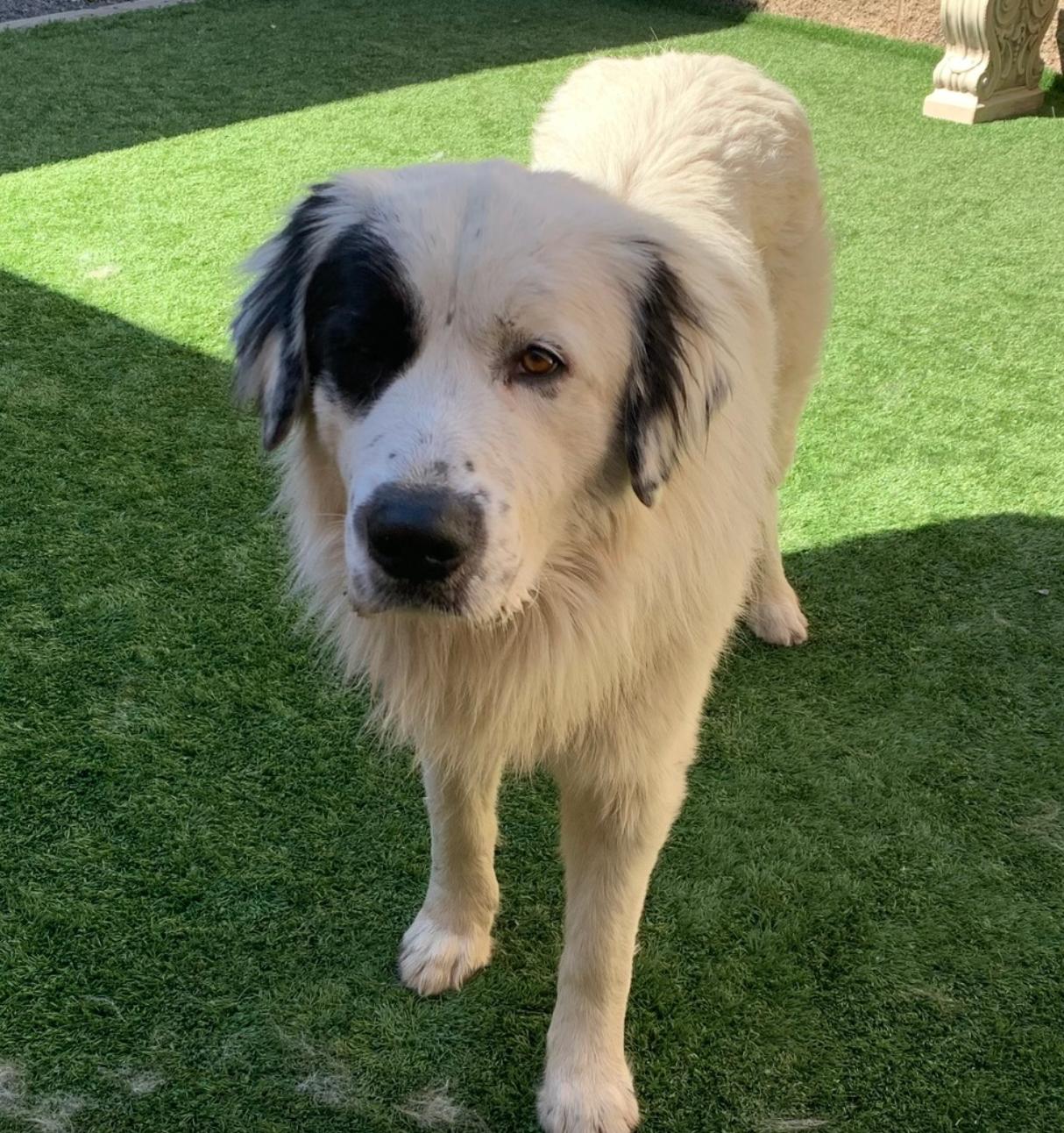 Enlarge Adopt me! I'm Magnus, an adopted Great Pyrenees in encinitas, CA image 2/5