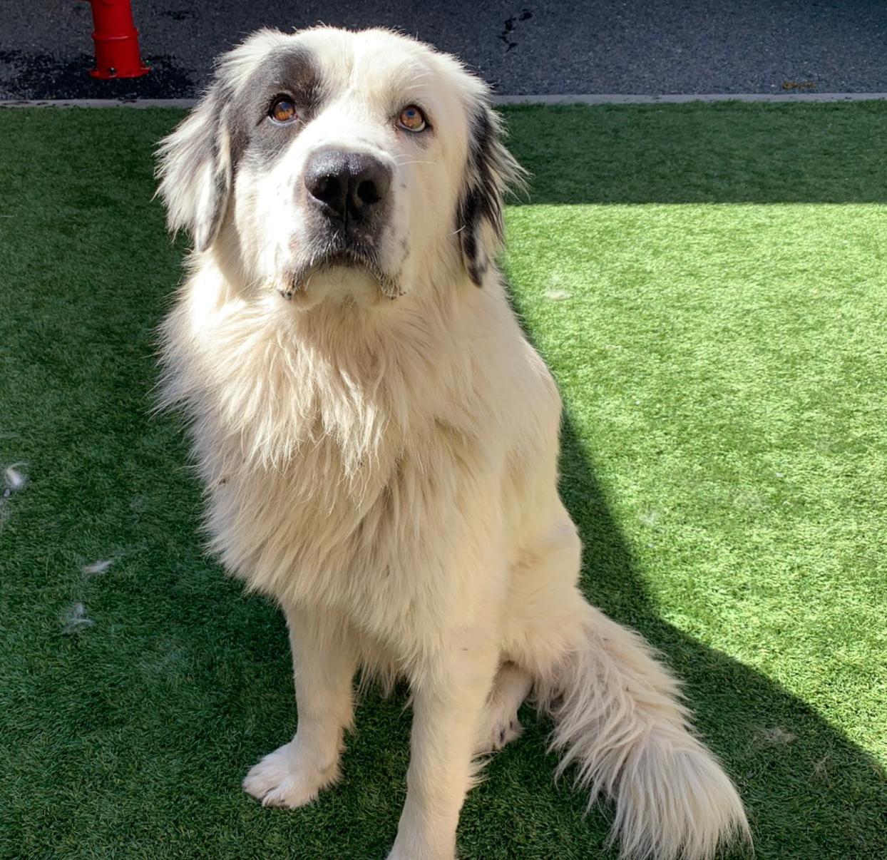 Enlarge Adopt me! I'm Magnus, an adopted Great Pyrenees in encinitas, CA image 4/5