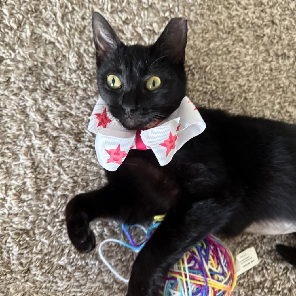 Sabrina, Adoptable, Young Female Domestic Short Hair & Domestic Short Hair.