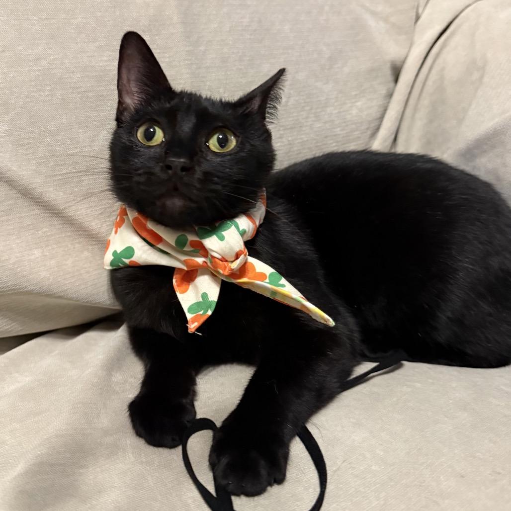 Sabrina, a Adoptable mixed breed in Santa Fe, TX image 2/2