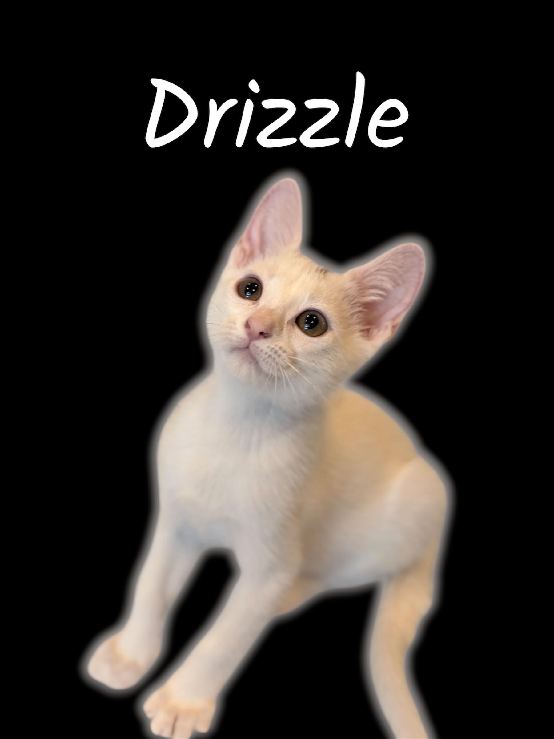Drizzle, ADOPTABLE, Kitten Male Domestic Short Hair.