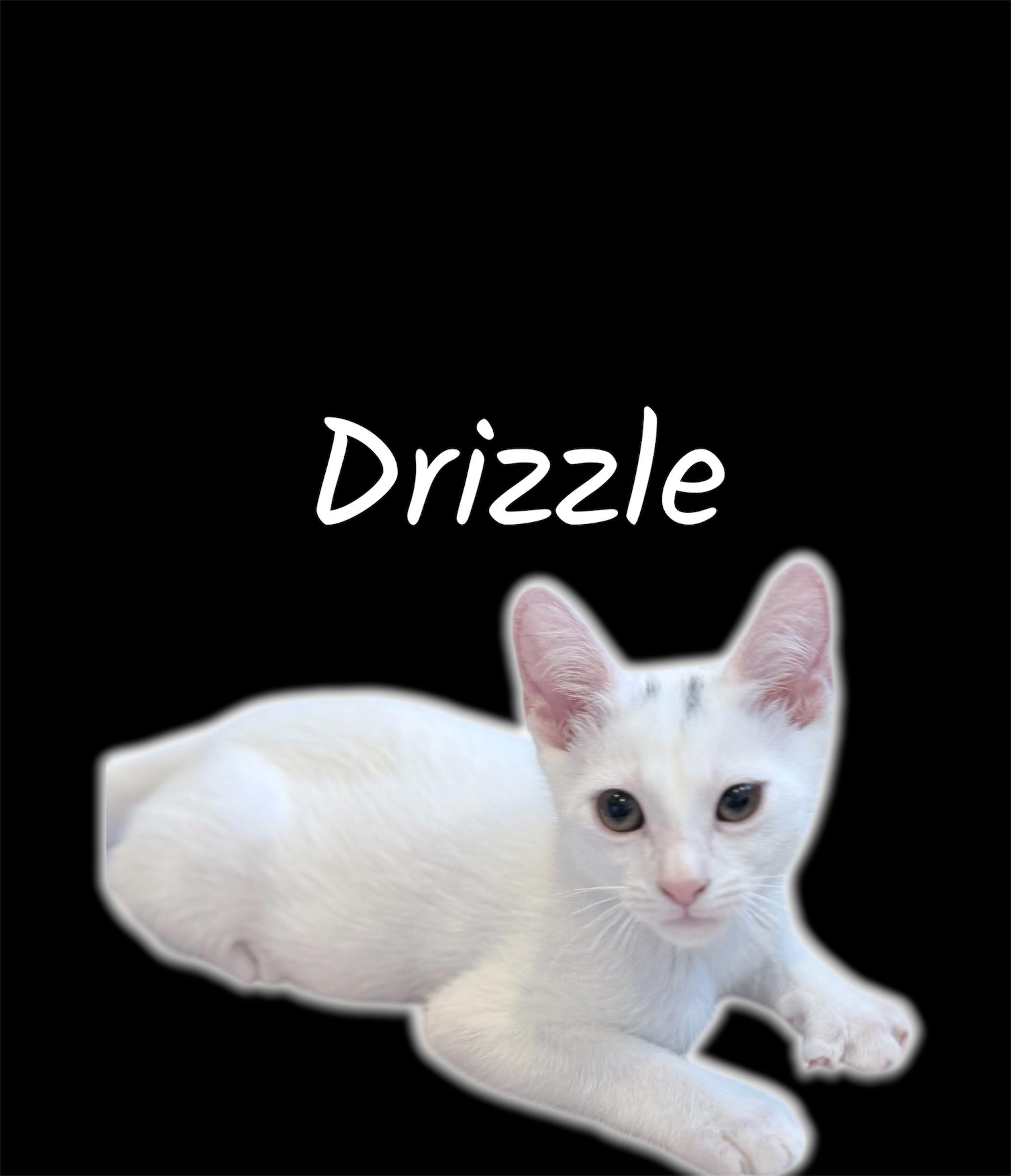 Drizzle, a ADOPTABLE Domestic Short Hair in Auburn, CA image 2/2