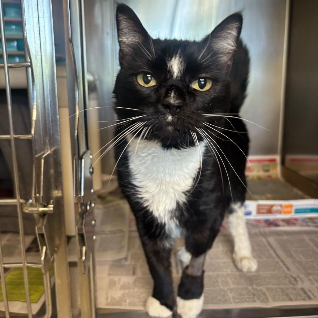 Bella, ADOPTABLE, Senior Female Domestic Short Hair.