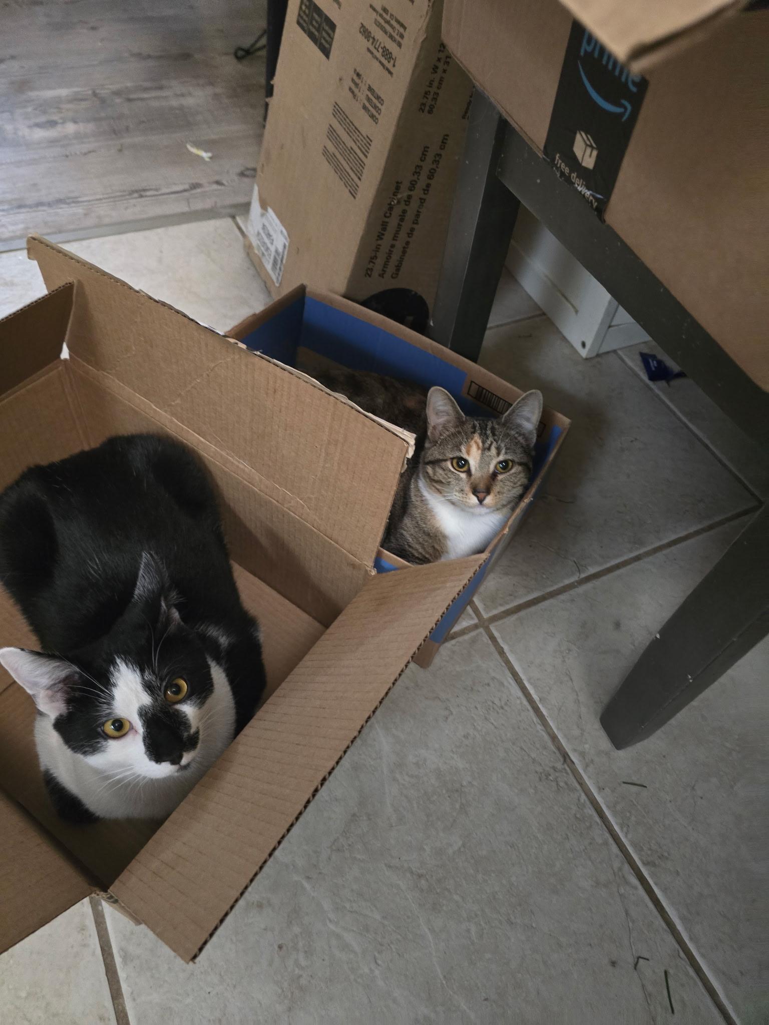 Gizmo and Gidget photo 2