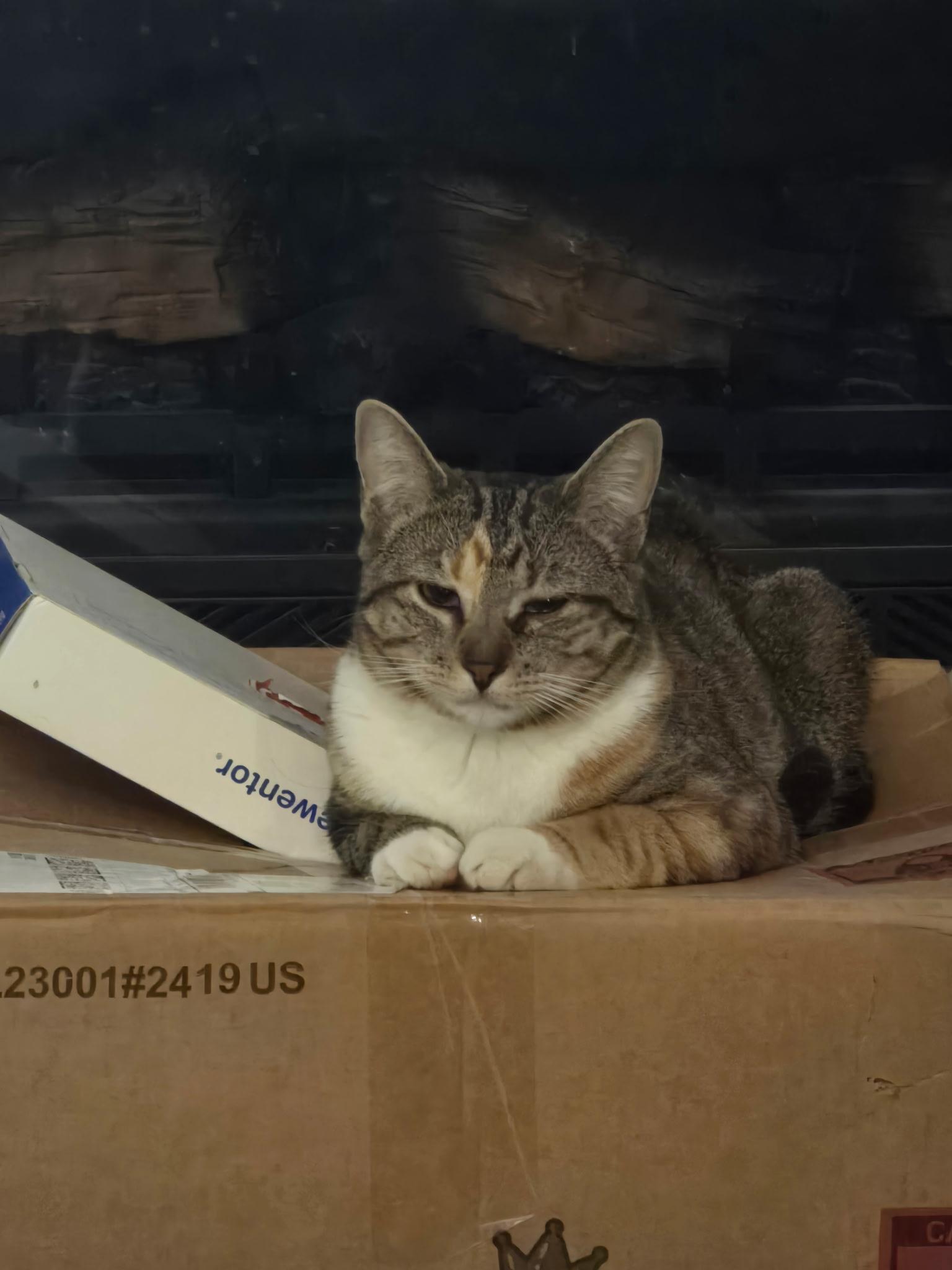 Gizmo and Gidget photo 4