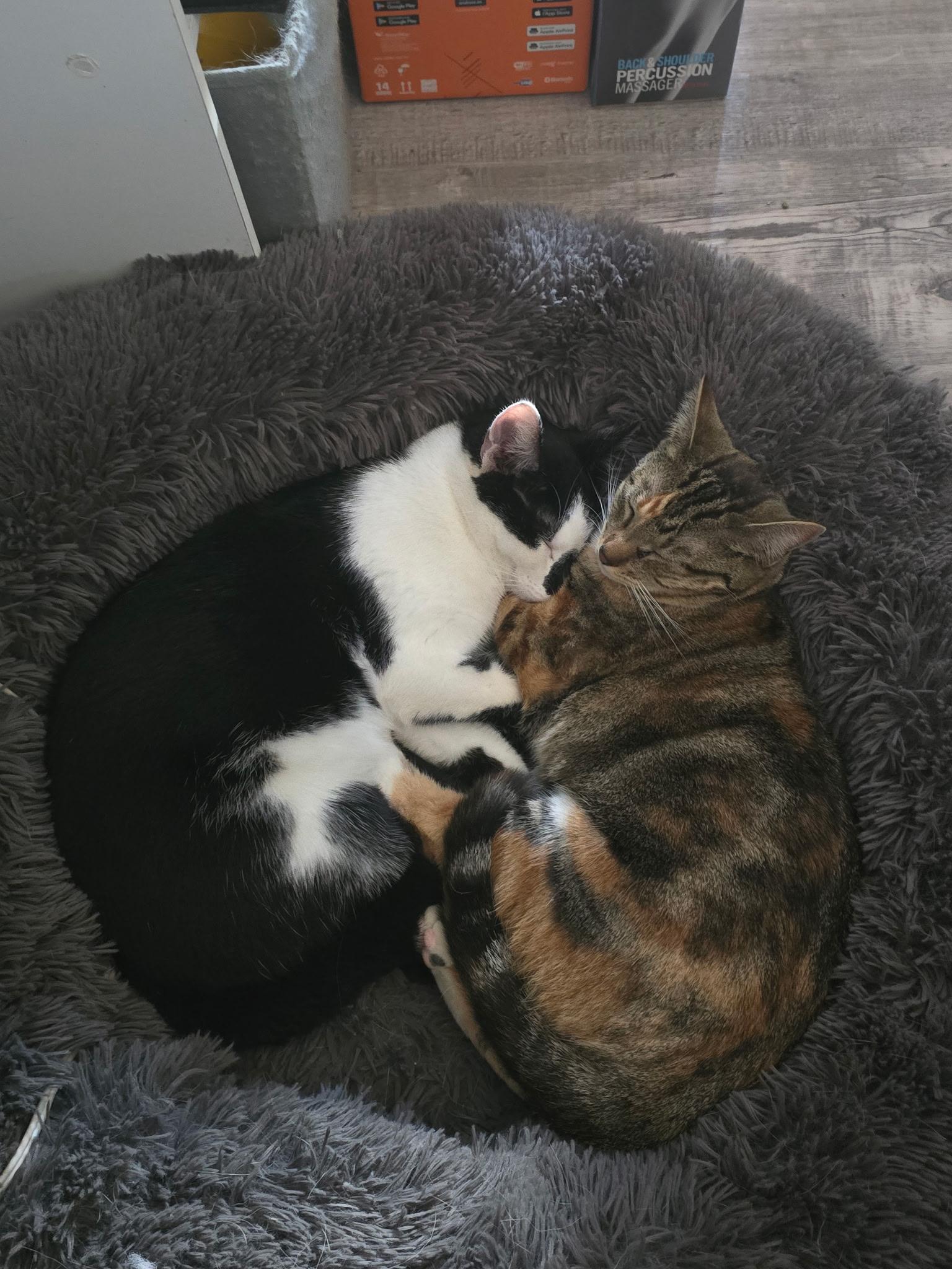 Gizmo and Gidget, Young Male unknown