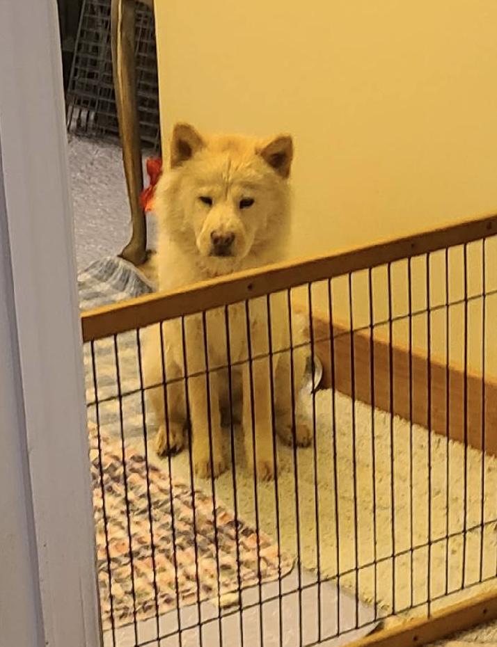 Enlarge JOY, a Adoptable Chow Chow in Swansea, SC image 6/6