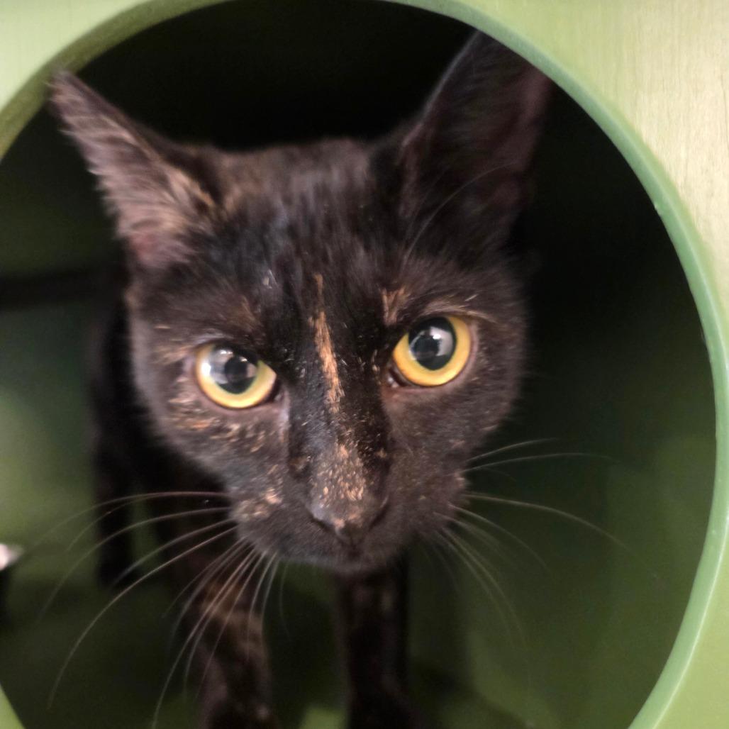 Courtney, Adoptable, Young Female Domestic Short Hair.