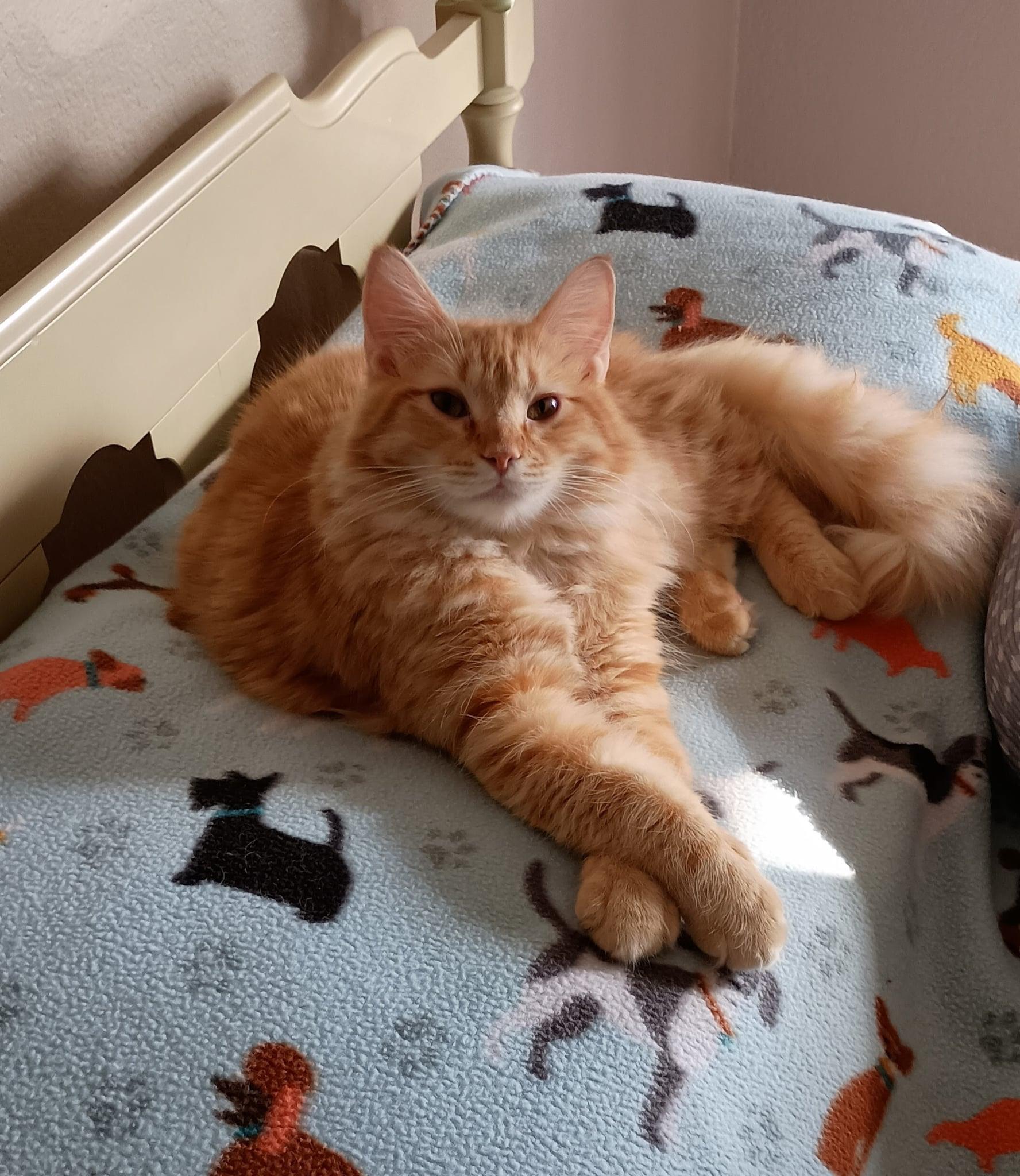 Biskit, Adoptable, Young Male Domestic Short Hair.