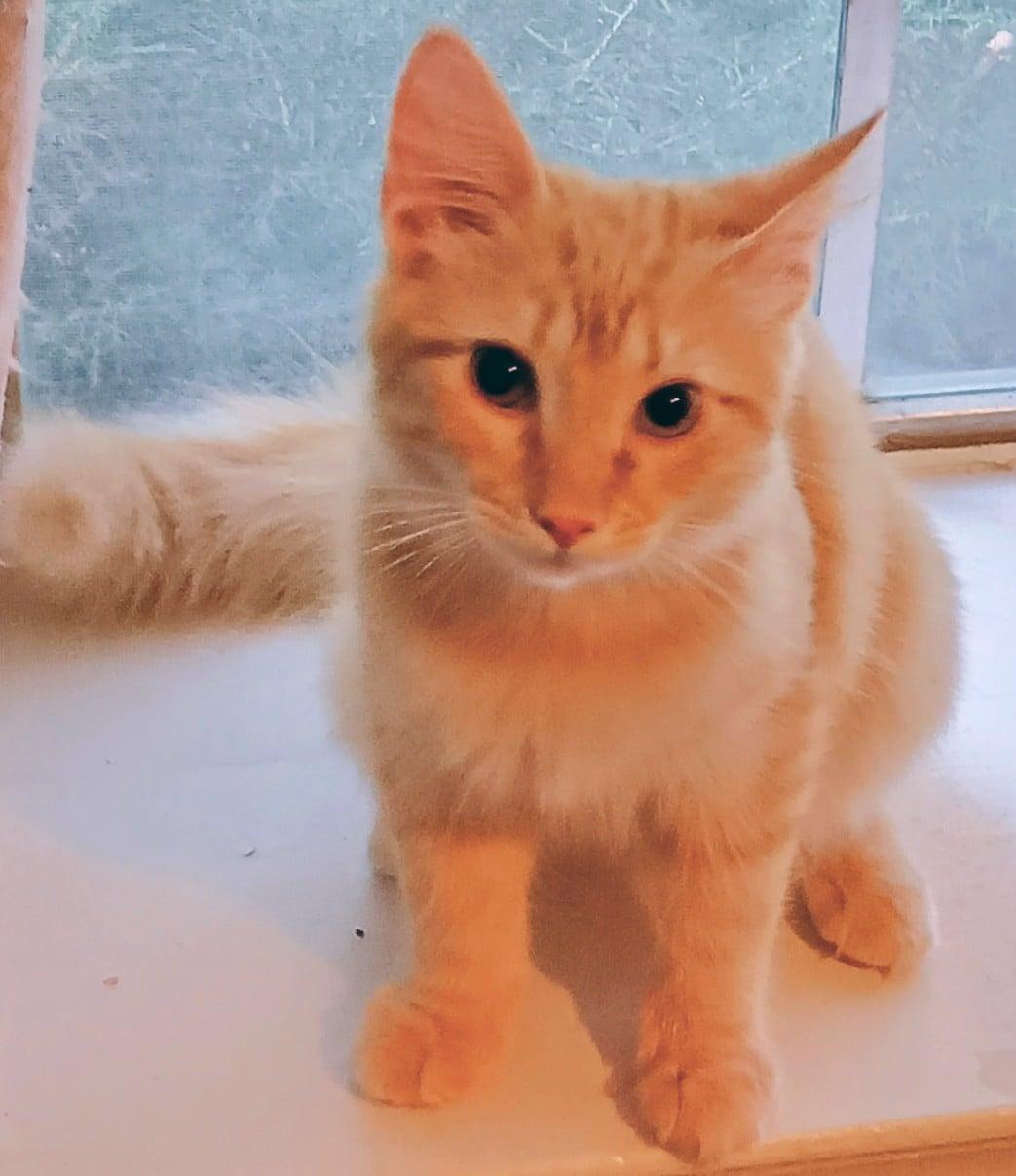 Biskit, Adoptable, Young Male Domestic Short Hair.