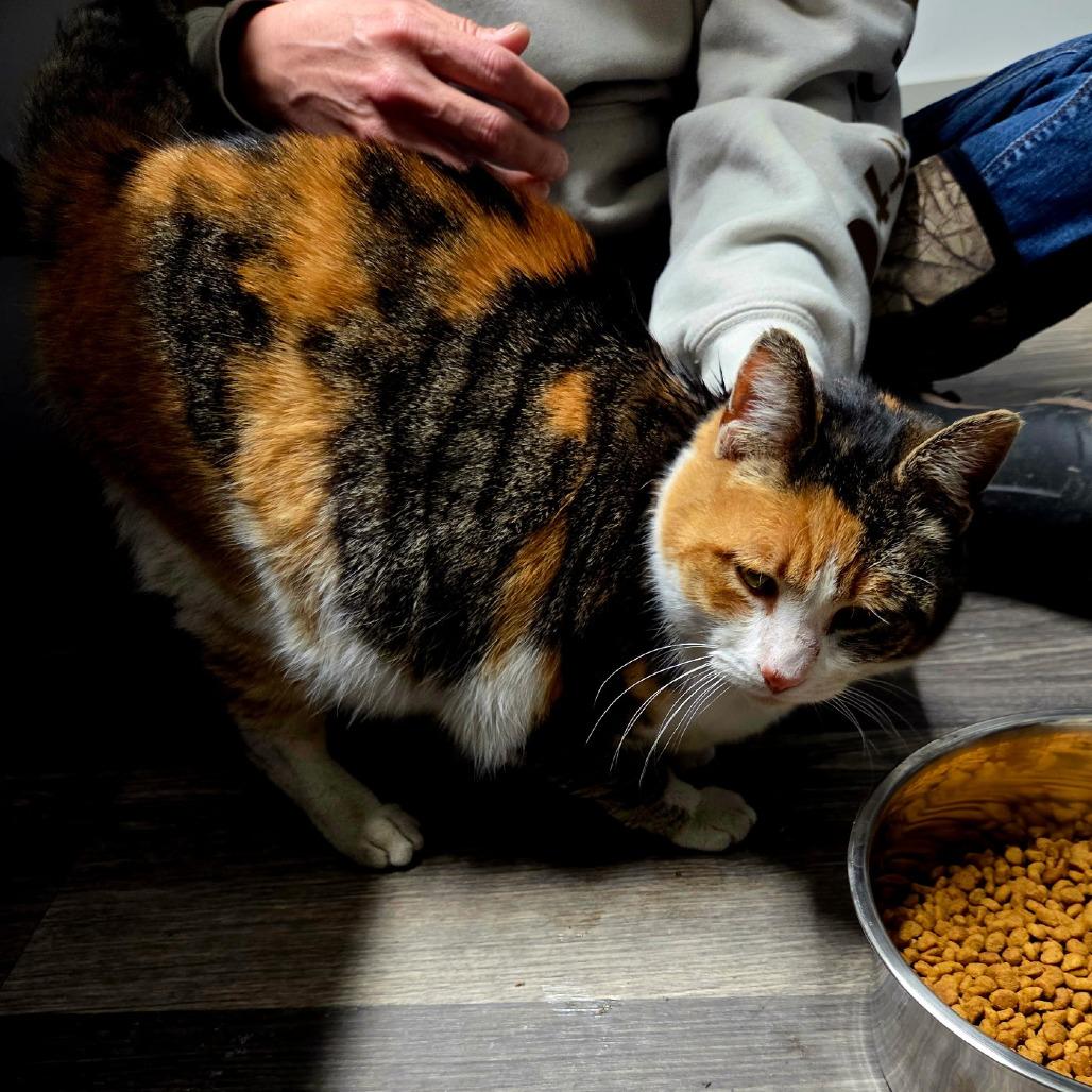 Hazel, a Adoptable Domestic Short Hair in Woodstock, VA image 1/4