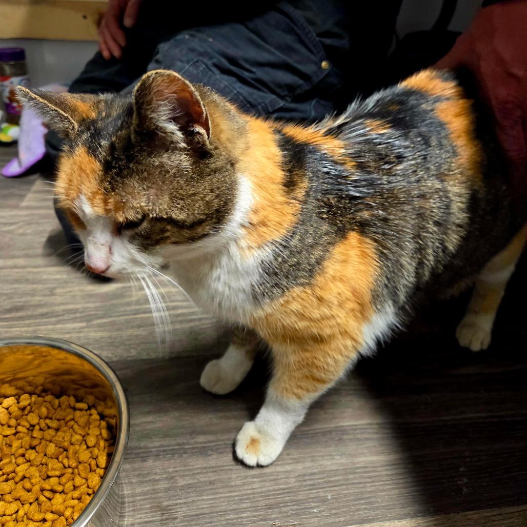 Hazel, a Adoptable Domestic Short Hair in Woodstock, VA image 2/4