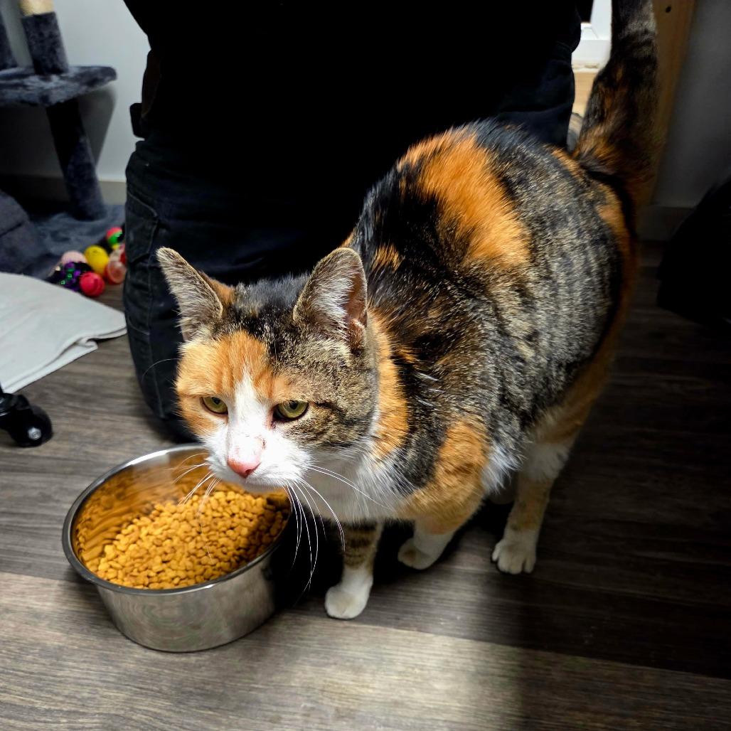 Hazel, a Adoptable Domestic Short Hair in Woodstock, VA image 3/4