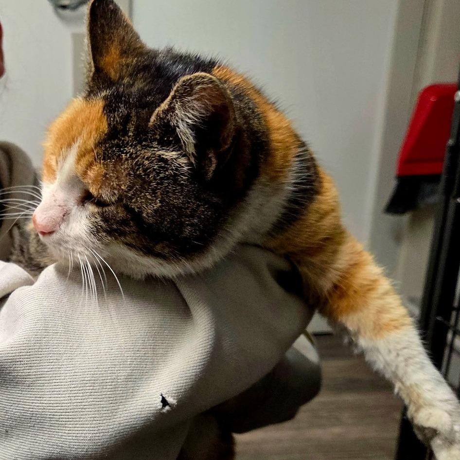 Hazel, a Adoptable Domestic Short Hair in Woodstock, VA image 4/4