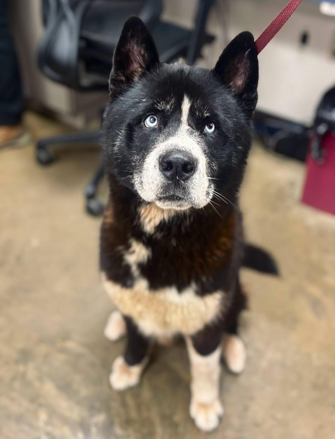 Yogi, adoptable, Adult Male Akita.