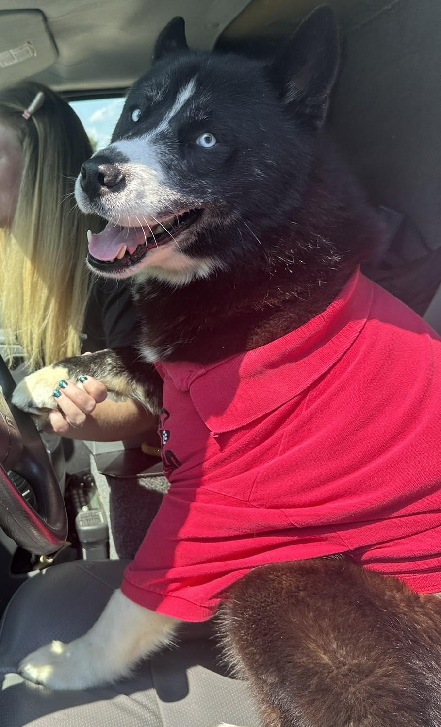 Enlarge Yogi, an adoptable mixed breed in Collierville, TN image 5/5
