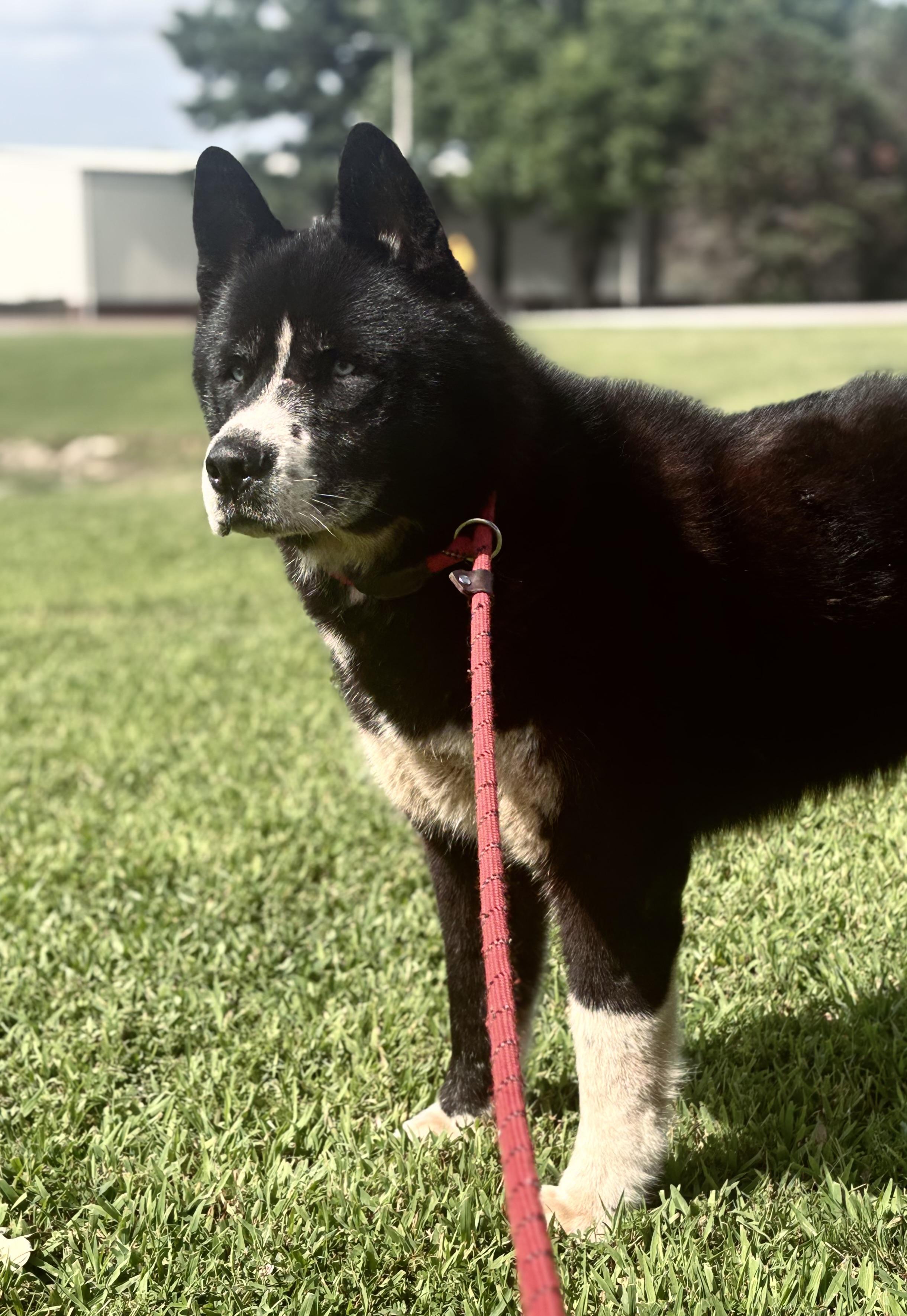 Yogi, adoptable, Adult Male Akita & Siberian Husky.