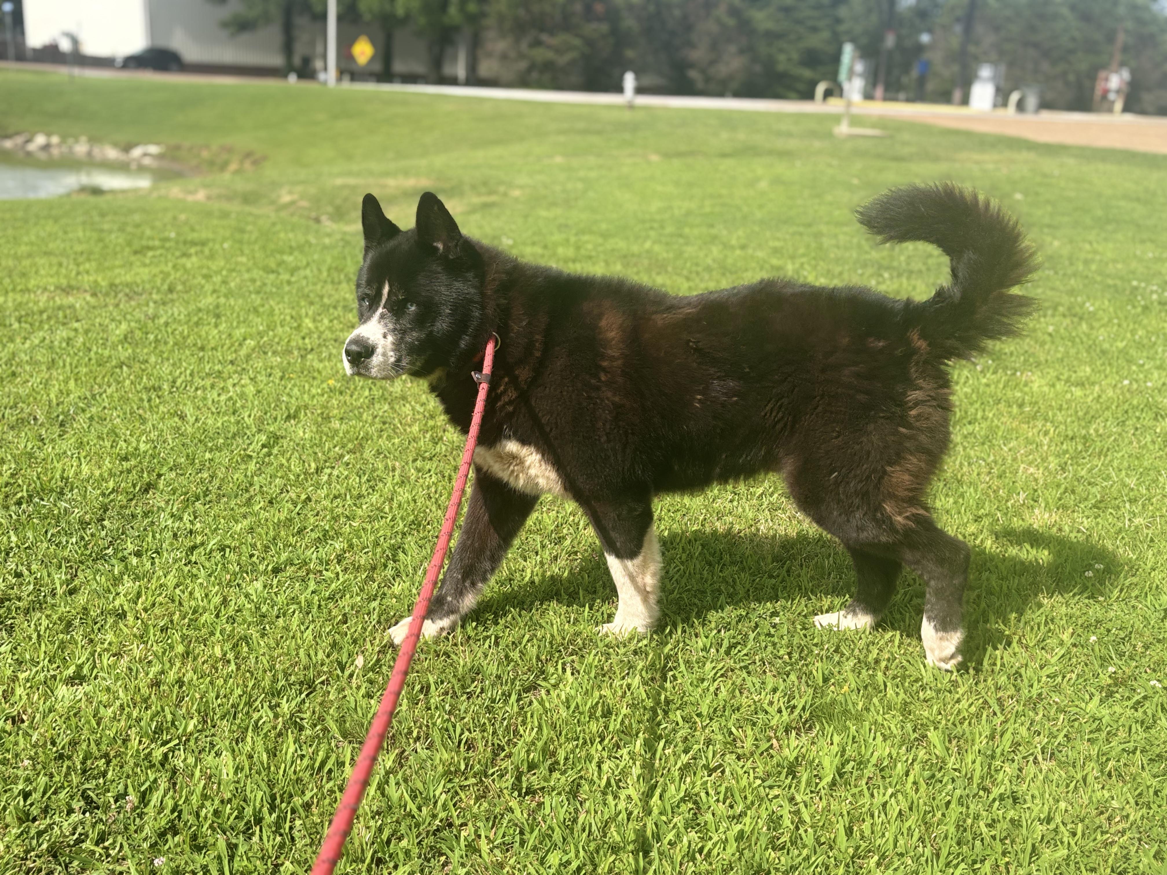 Enlarge Yogi, an adoptable Akita in Collierville, TN image 4/4