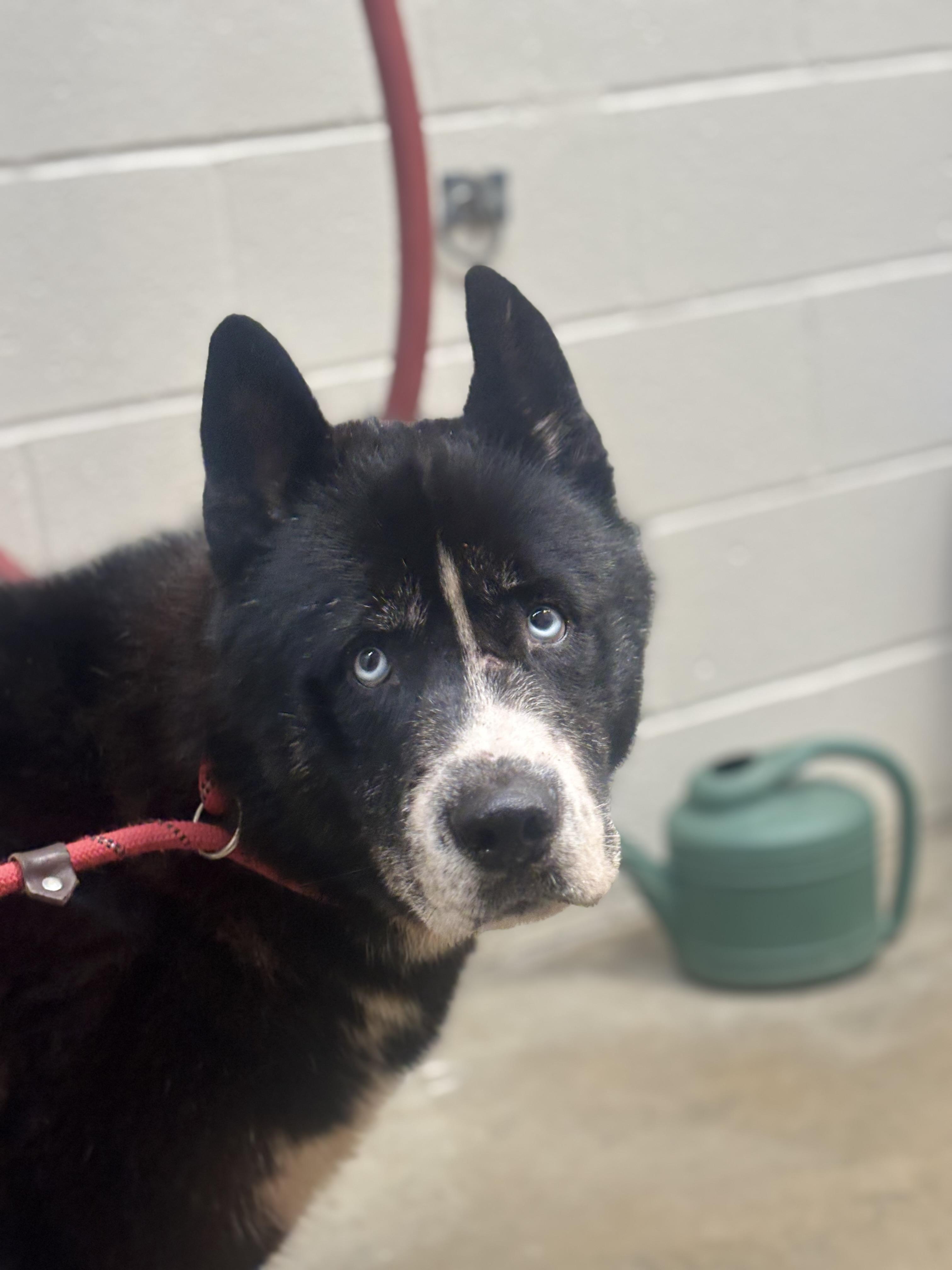 Enlarge Yogi, an adoptable Akita in Collierville, TN image 2/4
