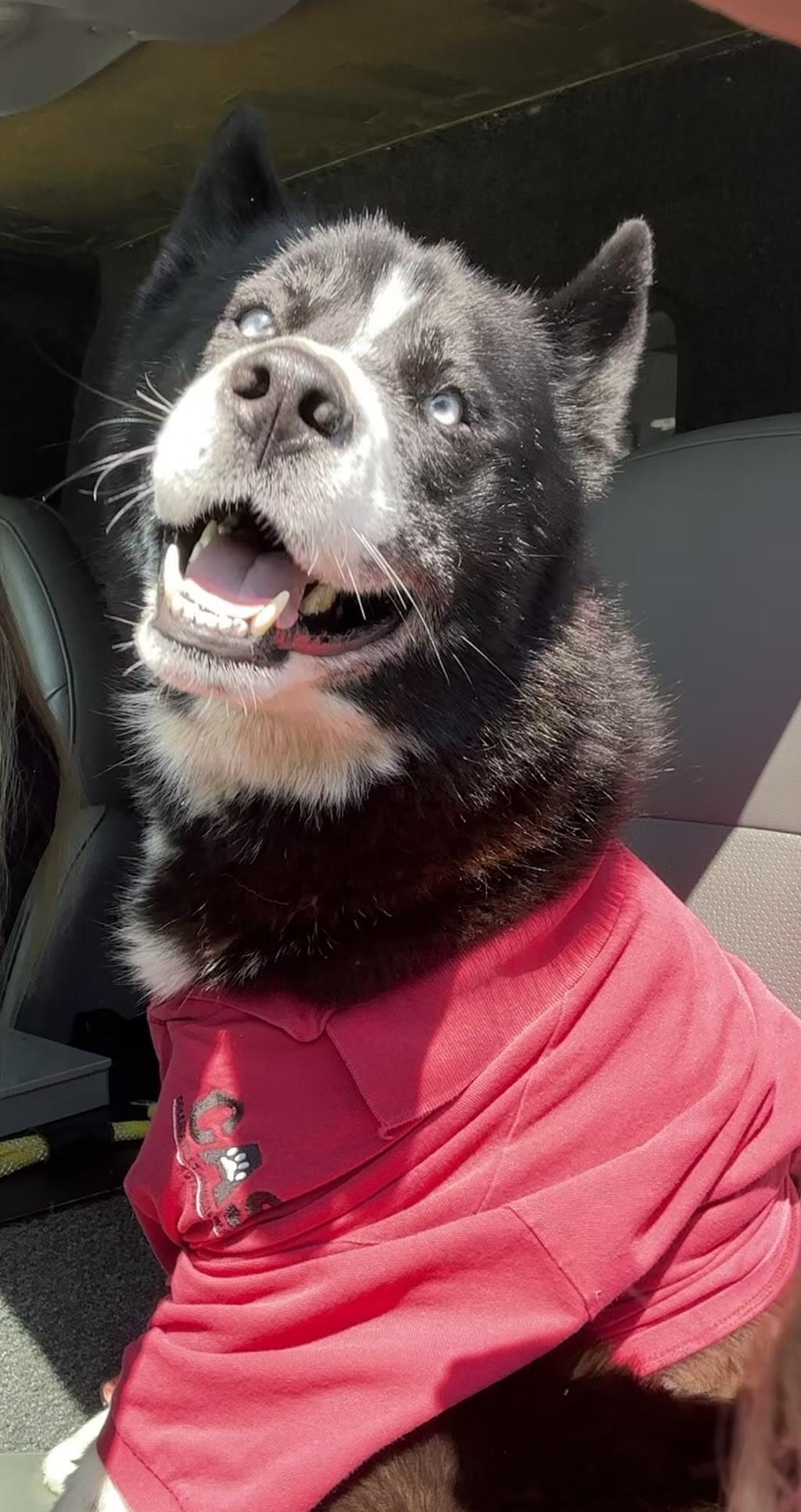 Enlarge Yogi, an adoptable mixed breed in Collierville, TN image 2/5